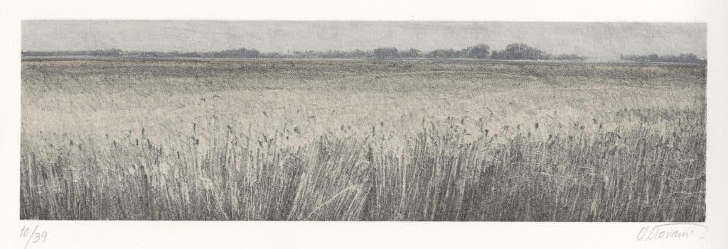 Ostovani – Horizon blés