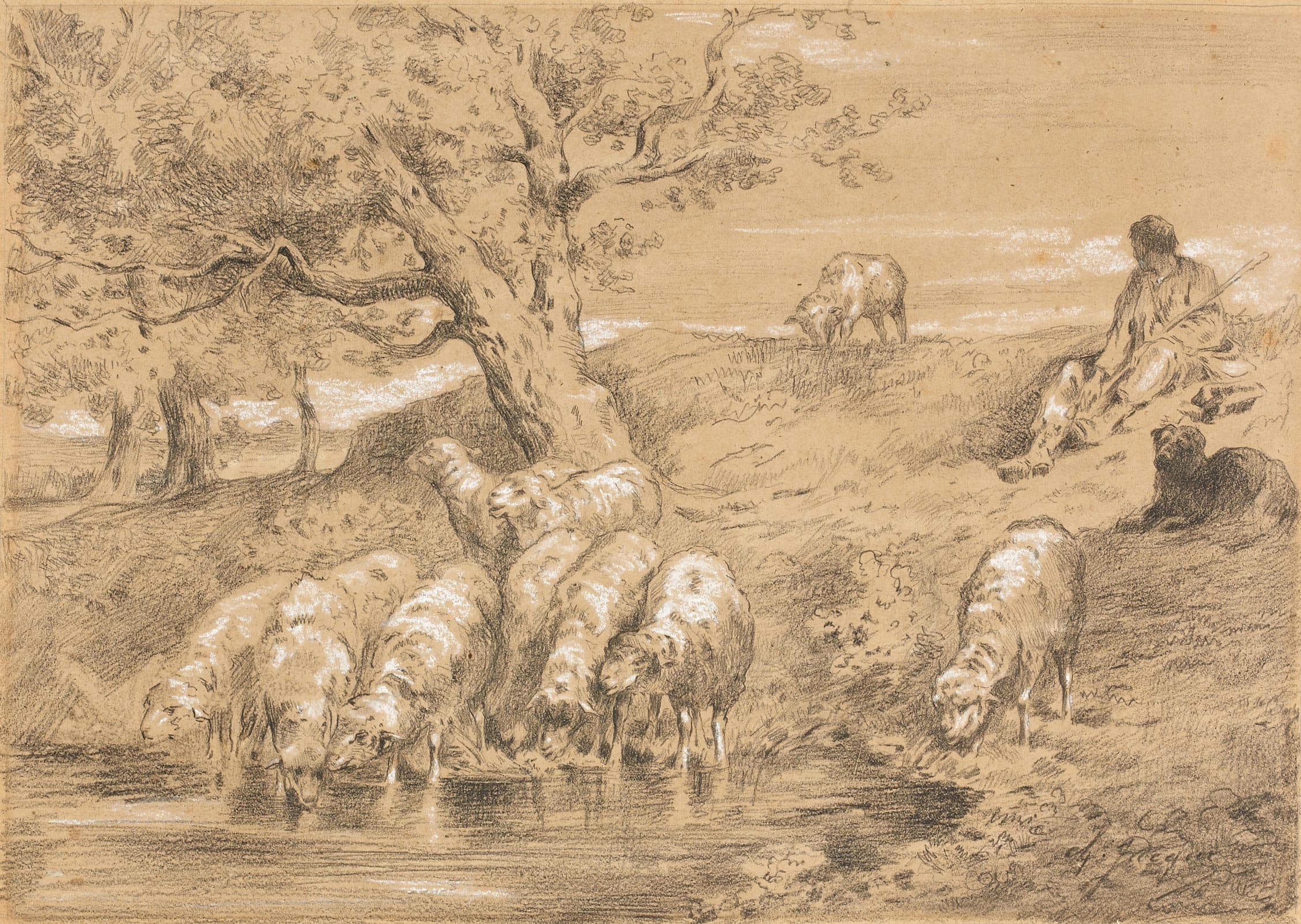 Troupeau de brebis à l'abreuvoir gardé par un pâtre