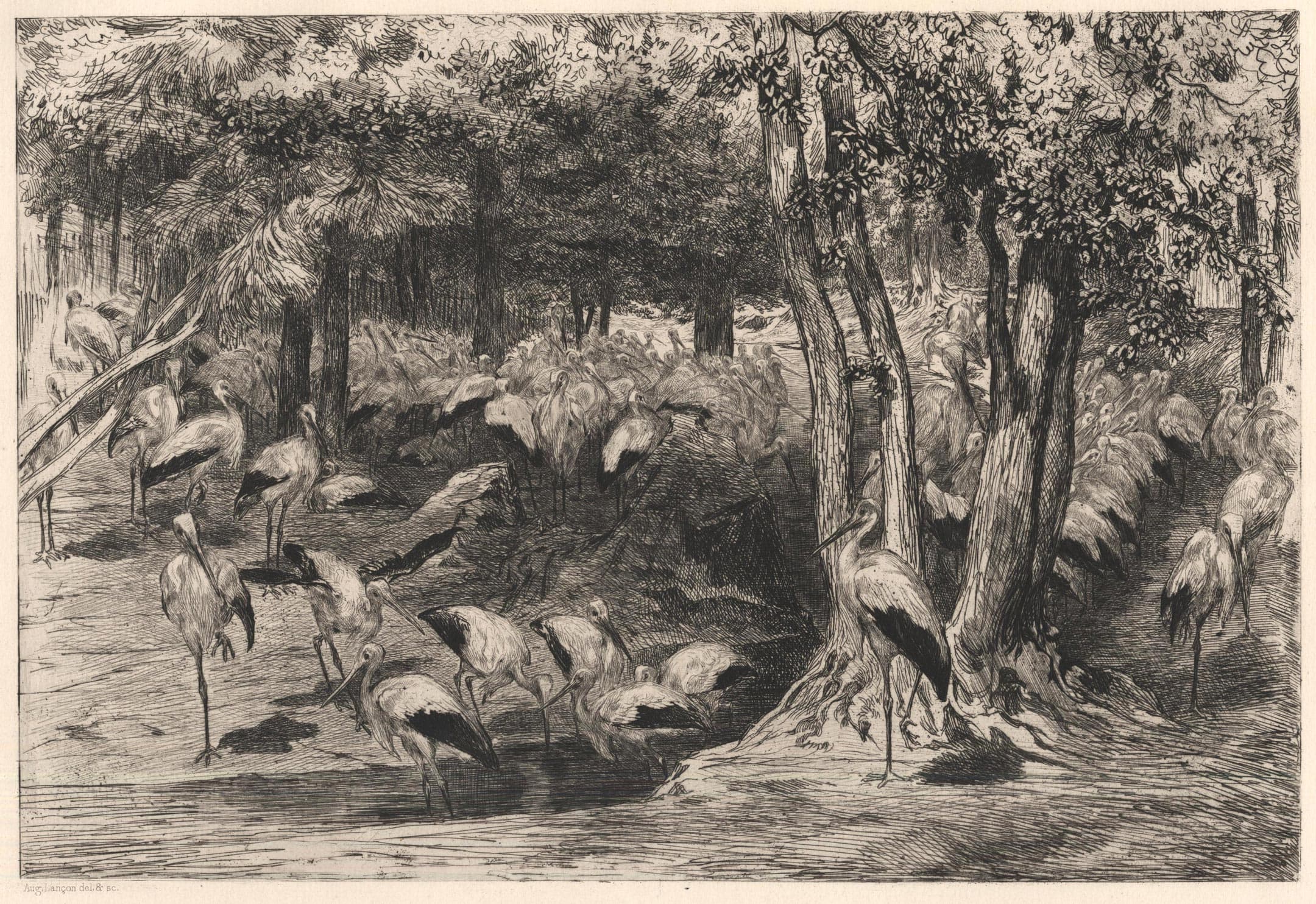 La cigognière au Jardin d'acclimatation