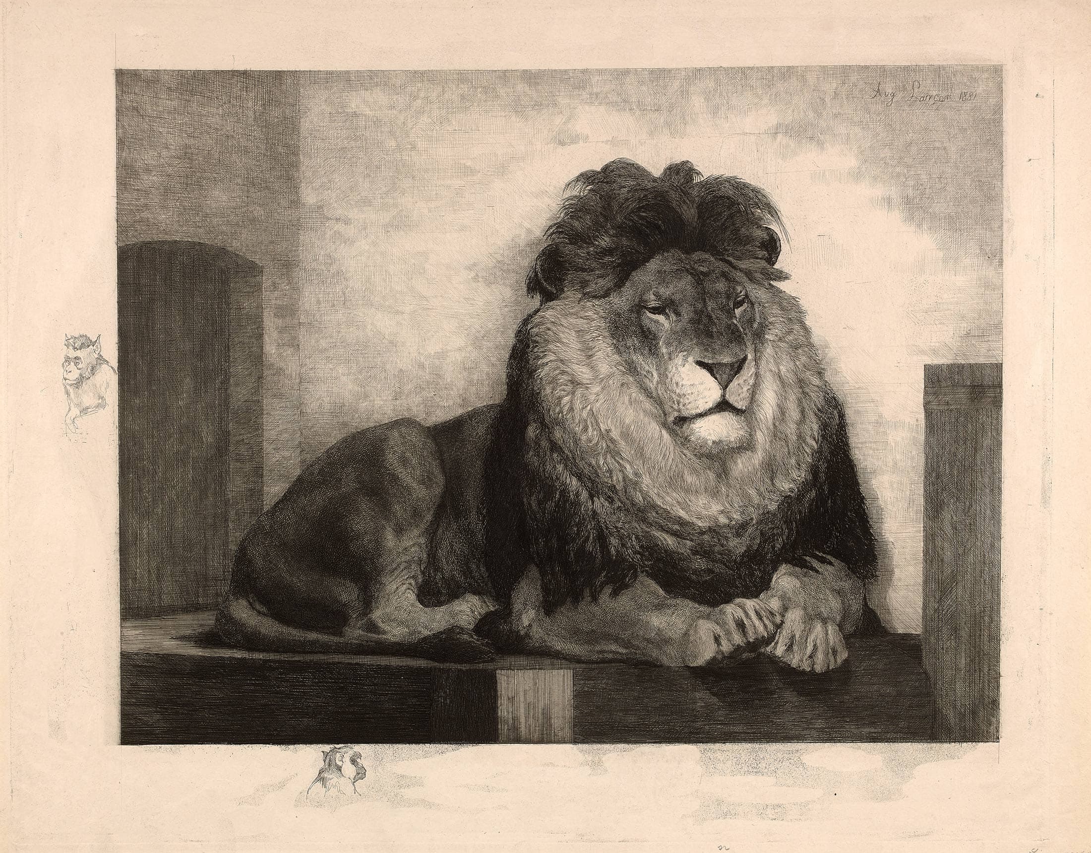 Lion au repos