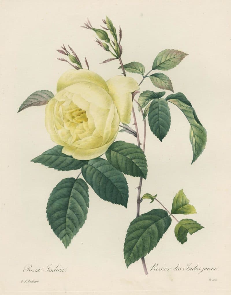 Redouté – Rosa Indica (Rosier des Indes jaune)
