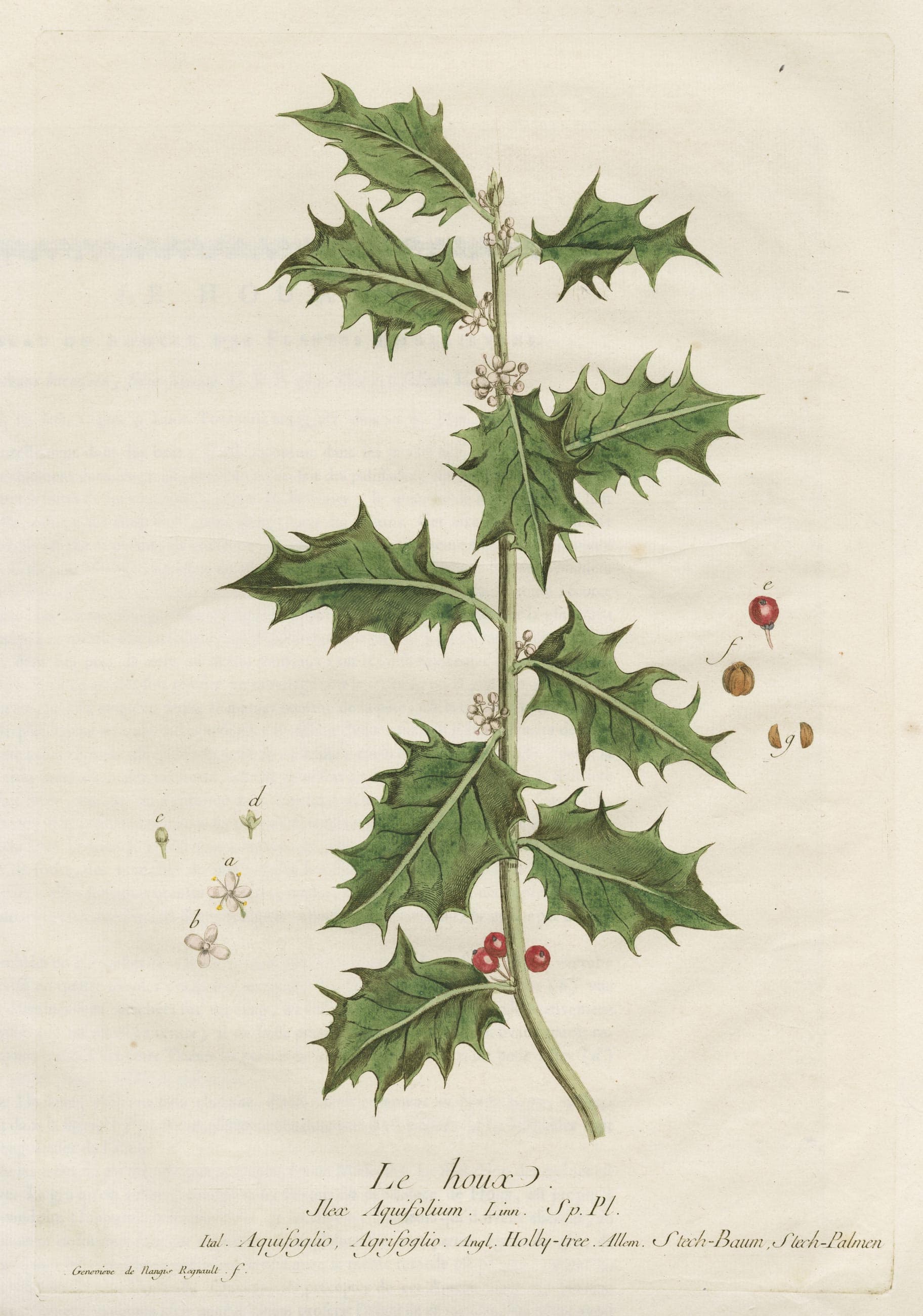 Holly-tree
