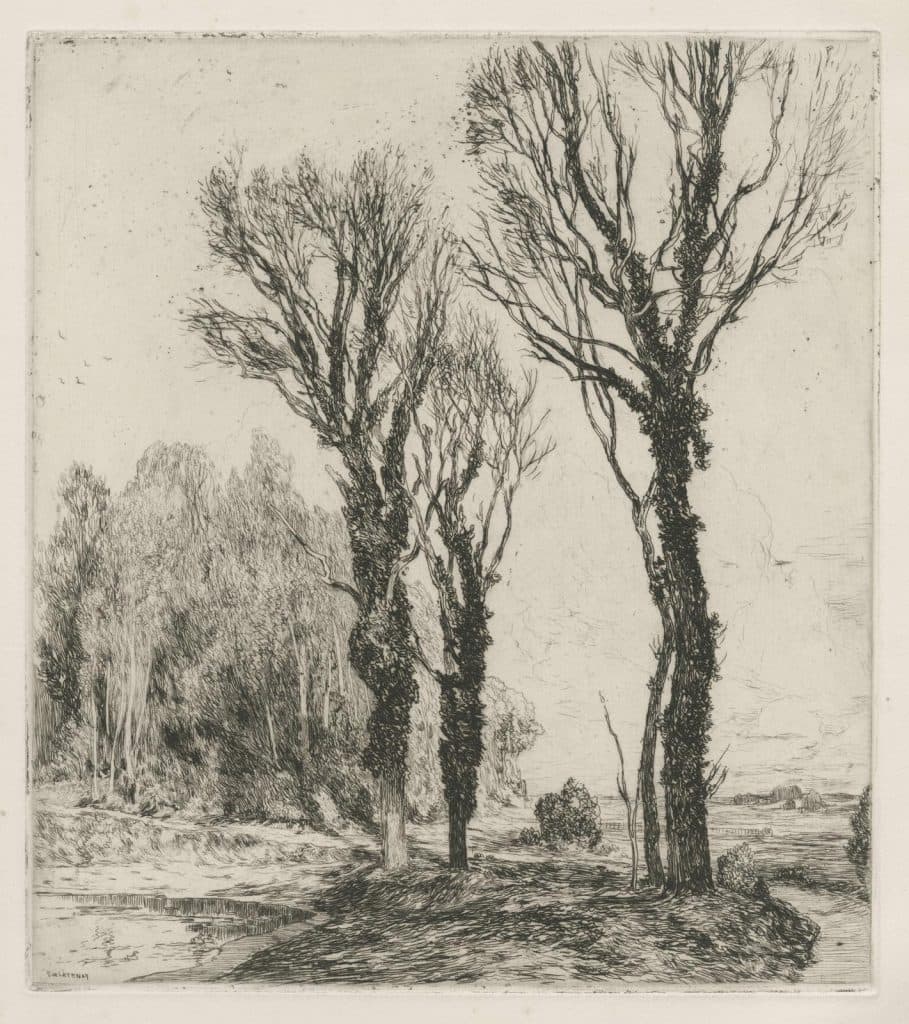 Latenay – Trois grands arbres