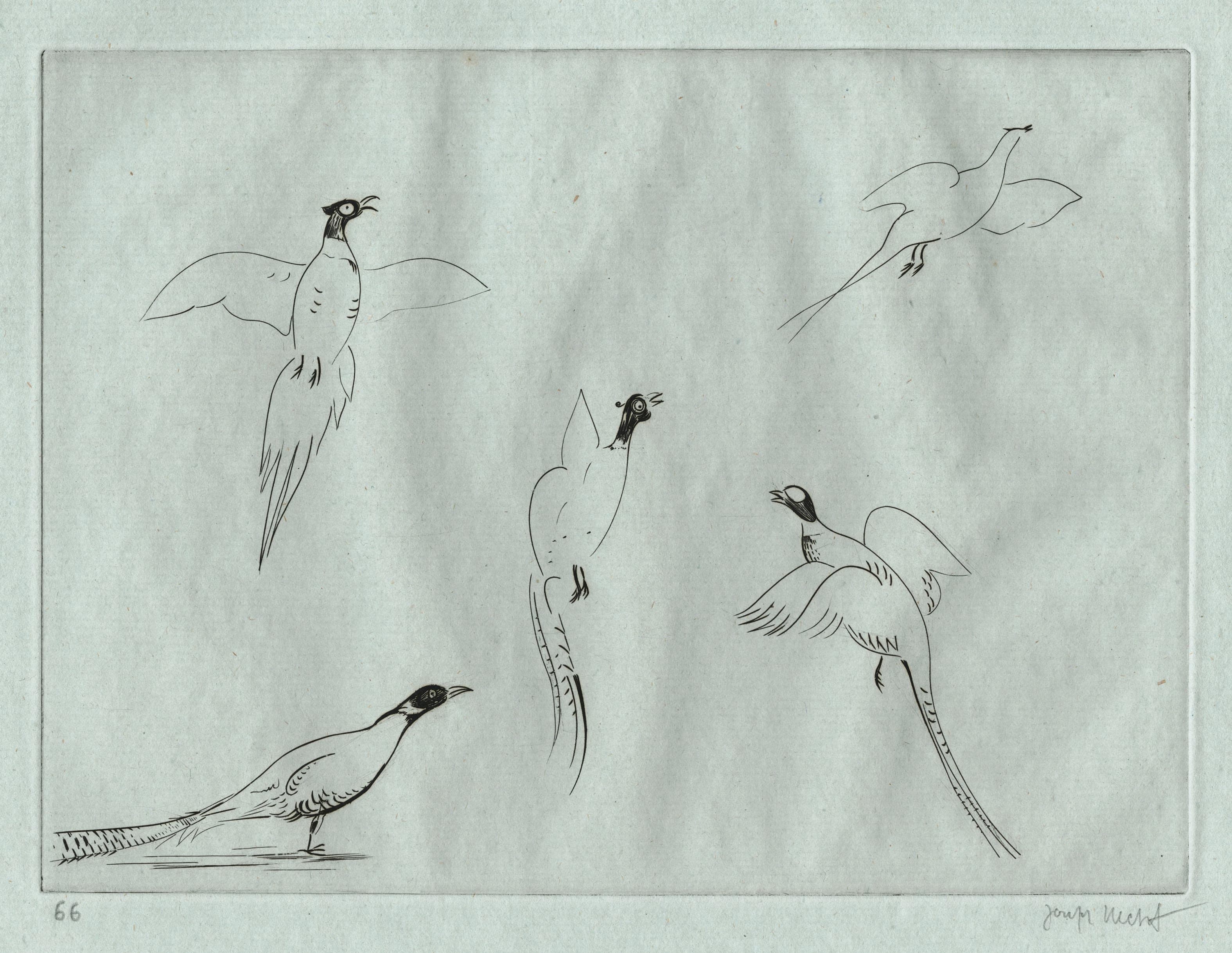 HECHT Joseph — Pheasants