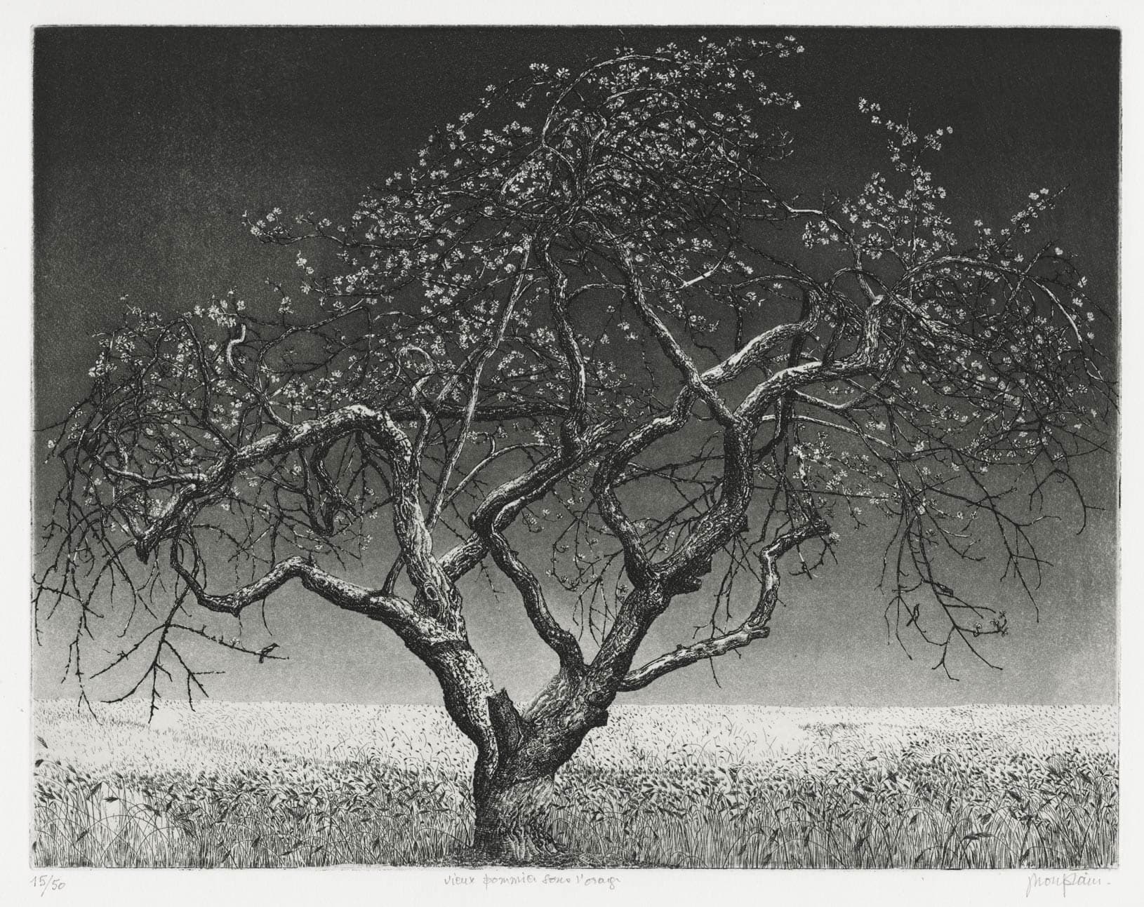 Old Apple Tree under the Storm