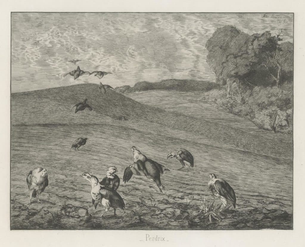 Bracquemond – Perdrix