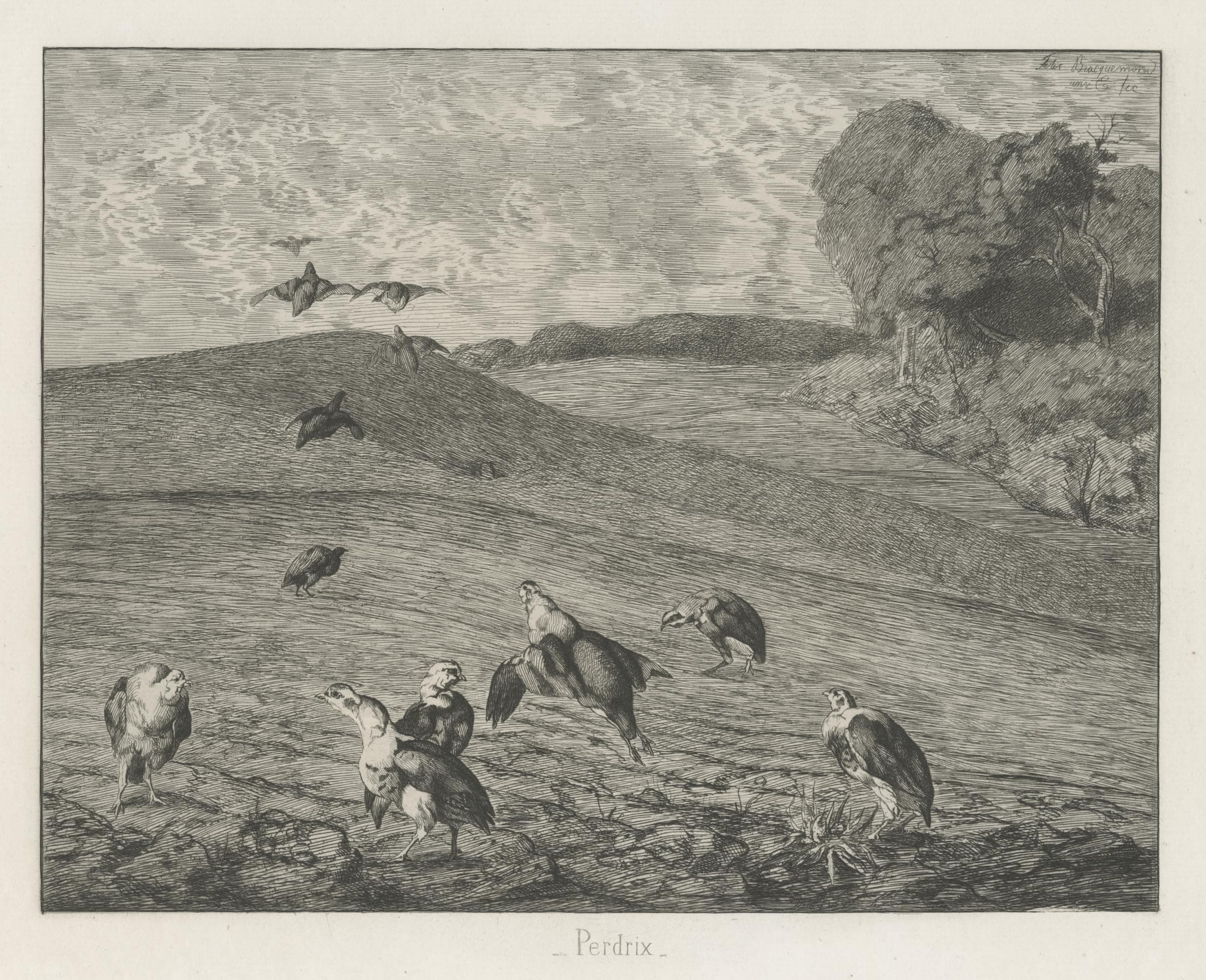 Perdrix