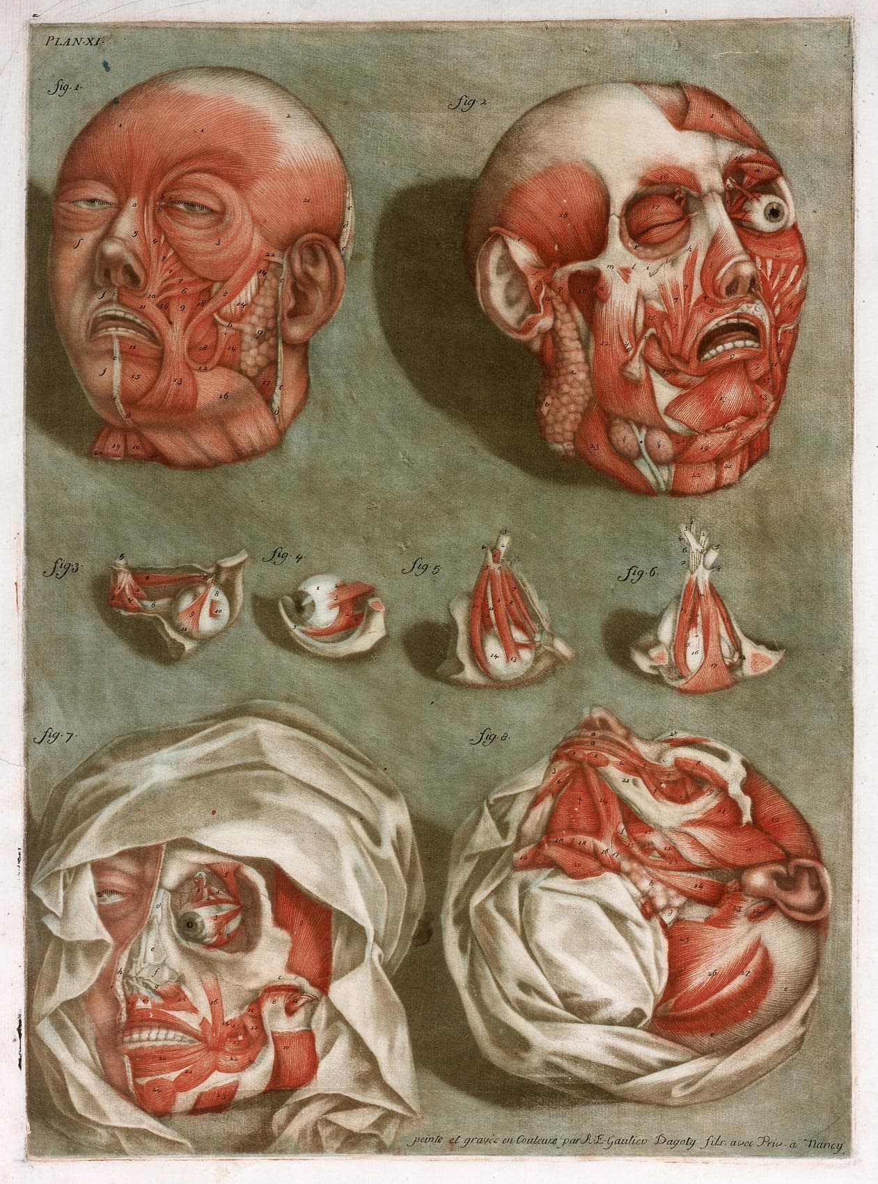 Four skinned anotomical heads and Quatre têtes d’écorchés et four elements about the eye