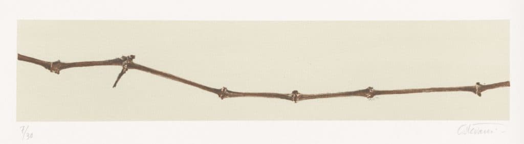 Ostovani – Sarments