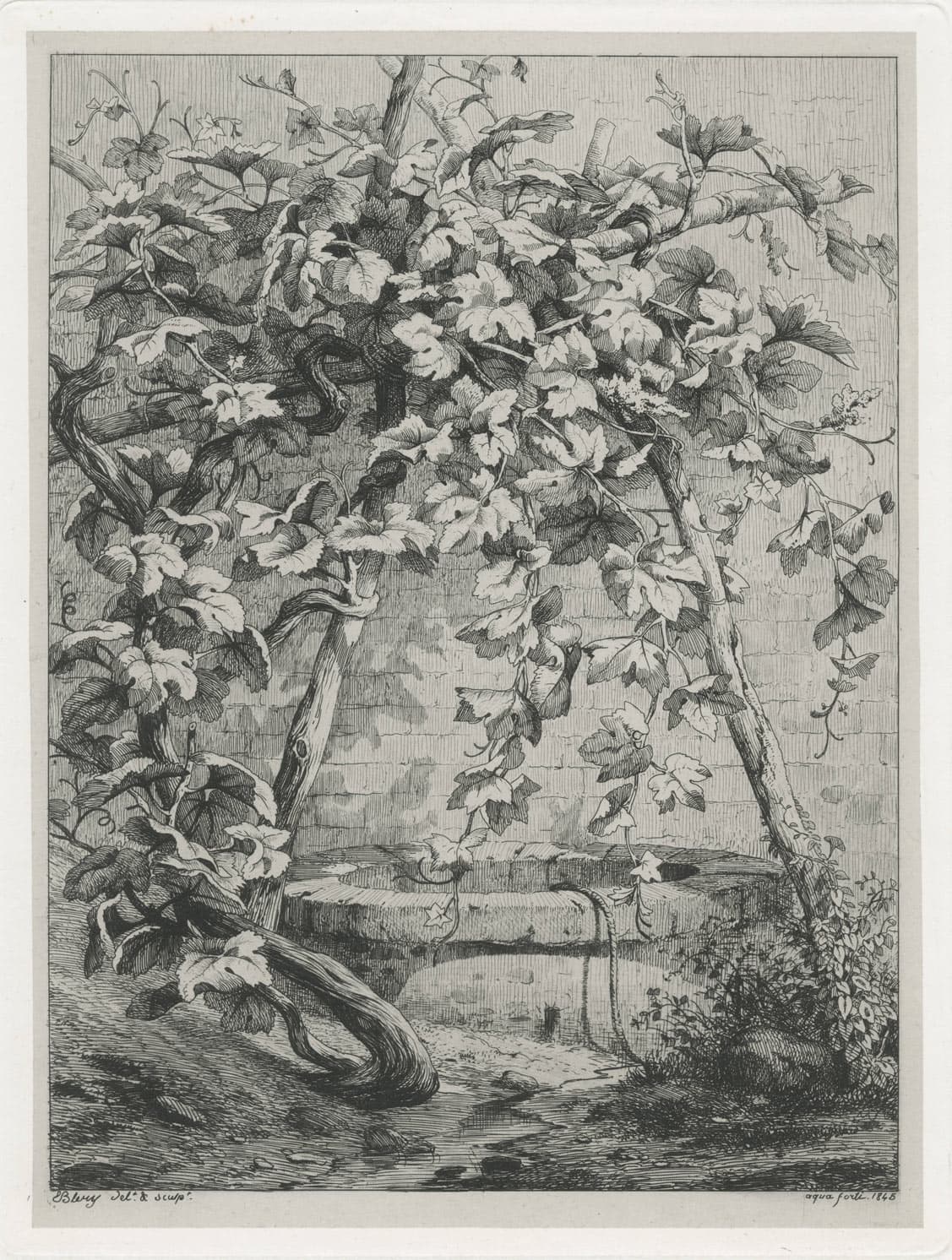 the vine around the well