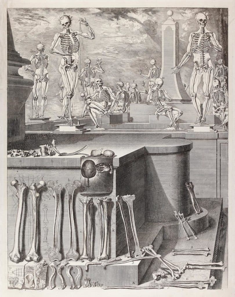 Martinez – Étude anatomique