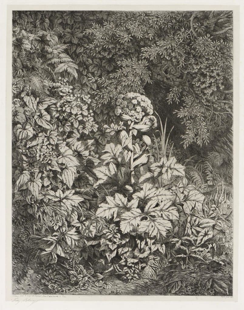 Bléry – Groupe de plantes