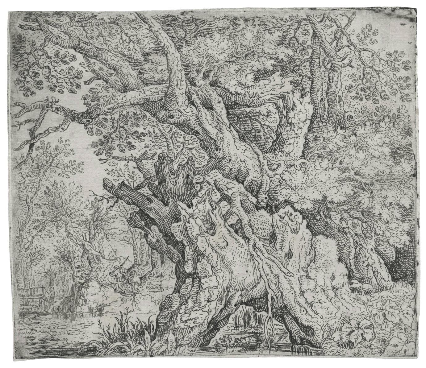 Gnarled trees and twisted roots before a swamp