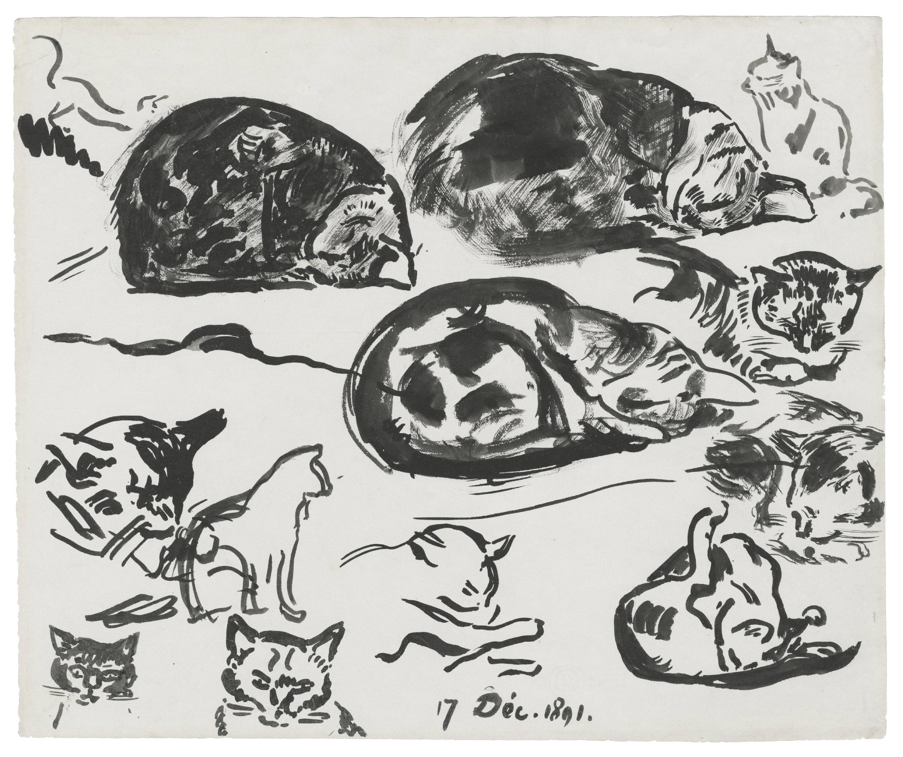 Studies of cats