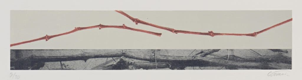 Ostovani – Sarments