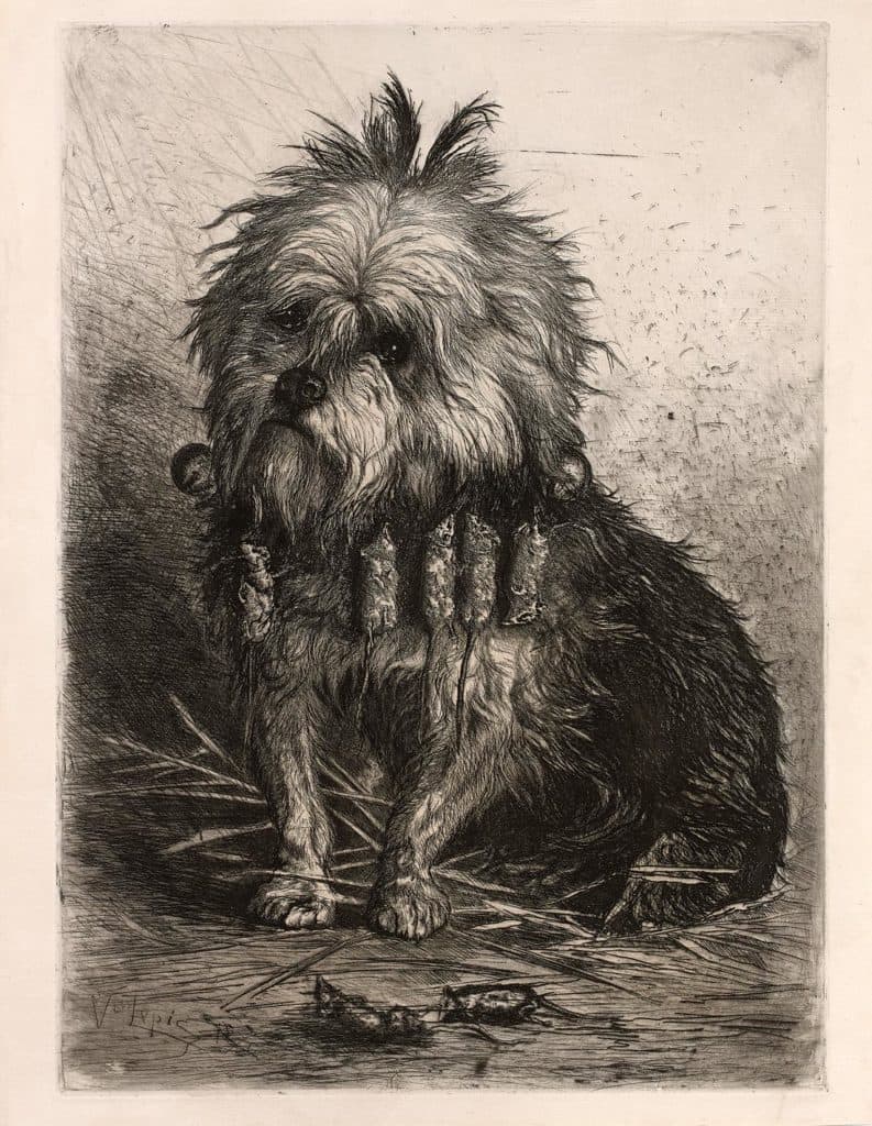 Lepic – Griffon d’Ecosse portant sa chasse dans ses poils