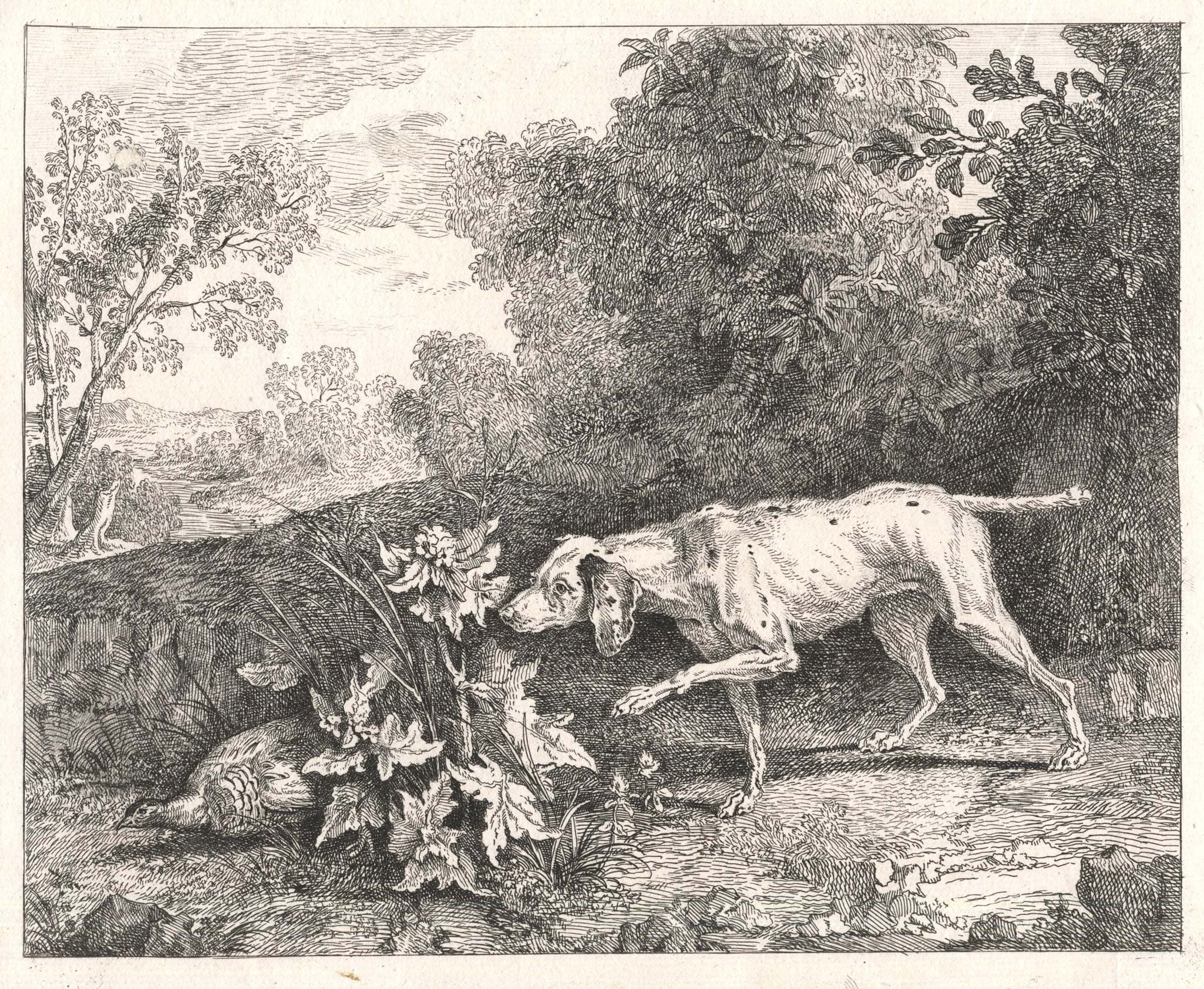 Le chien braque en arrêt