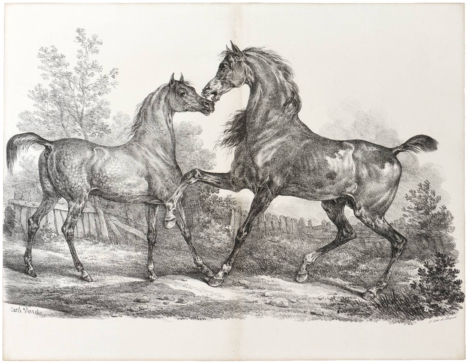 A young horse and an other older in the countryside
