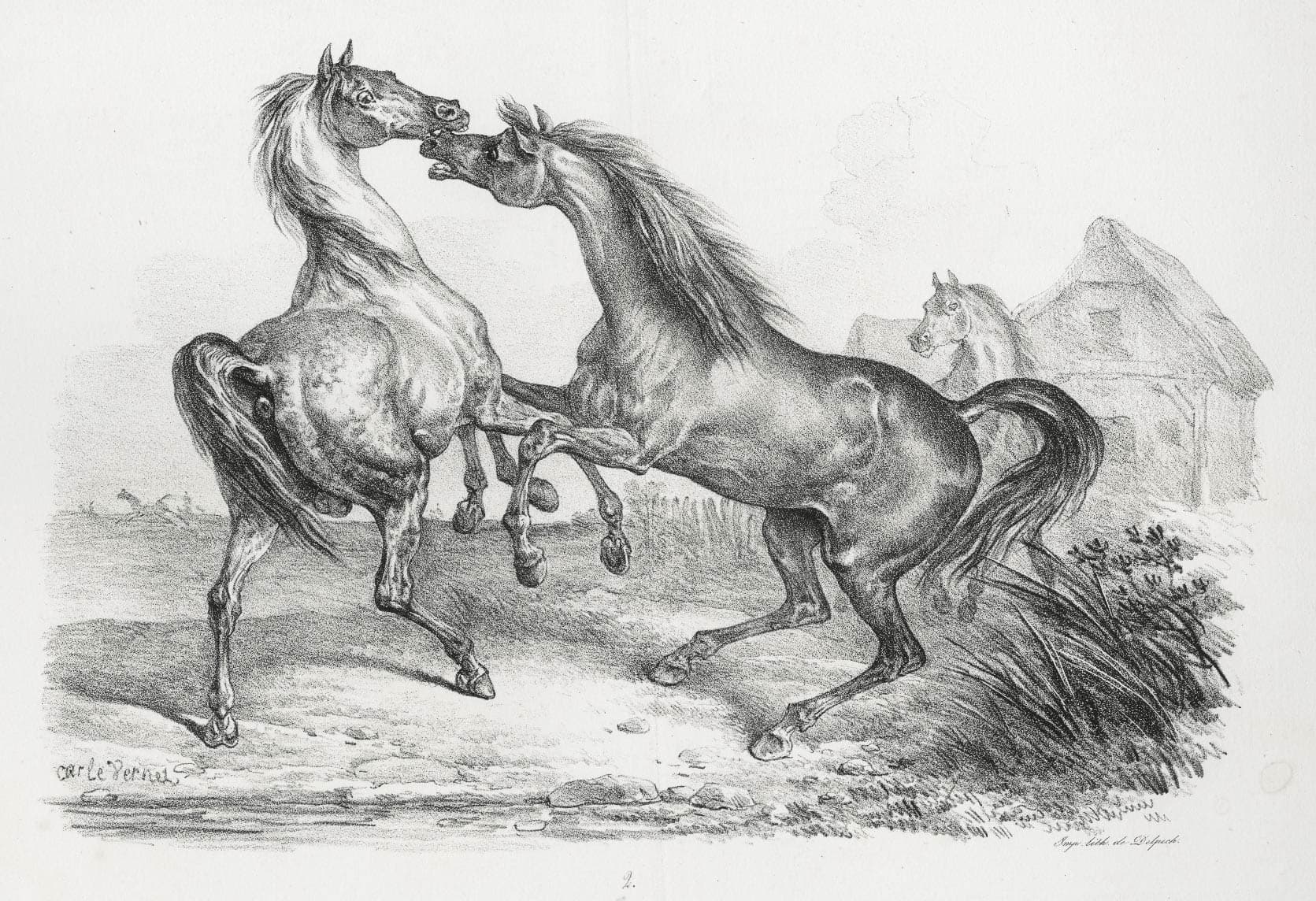 Two horses in freedom fighting