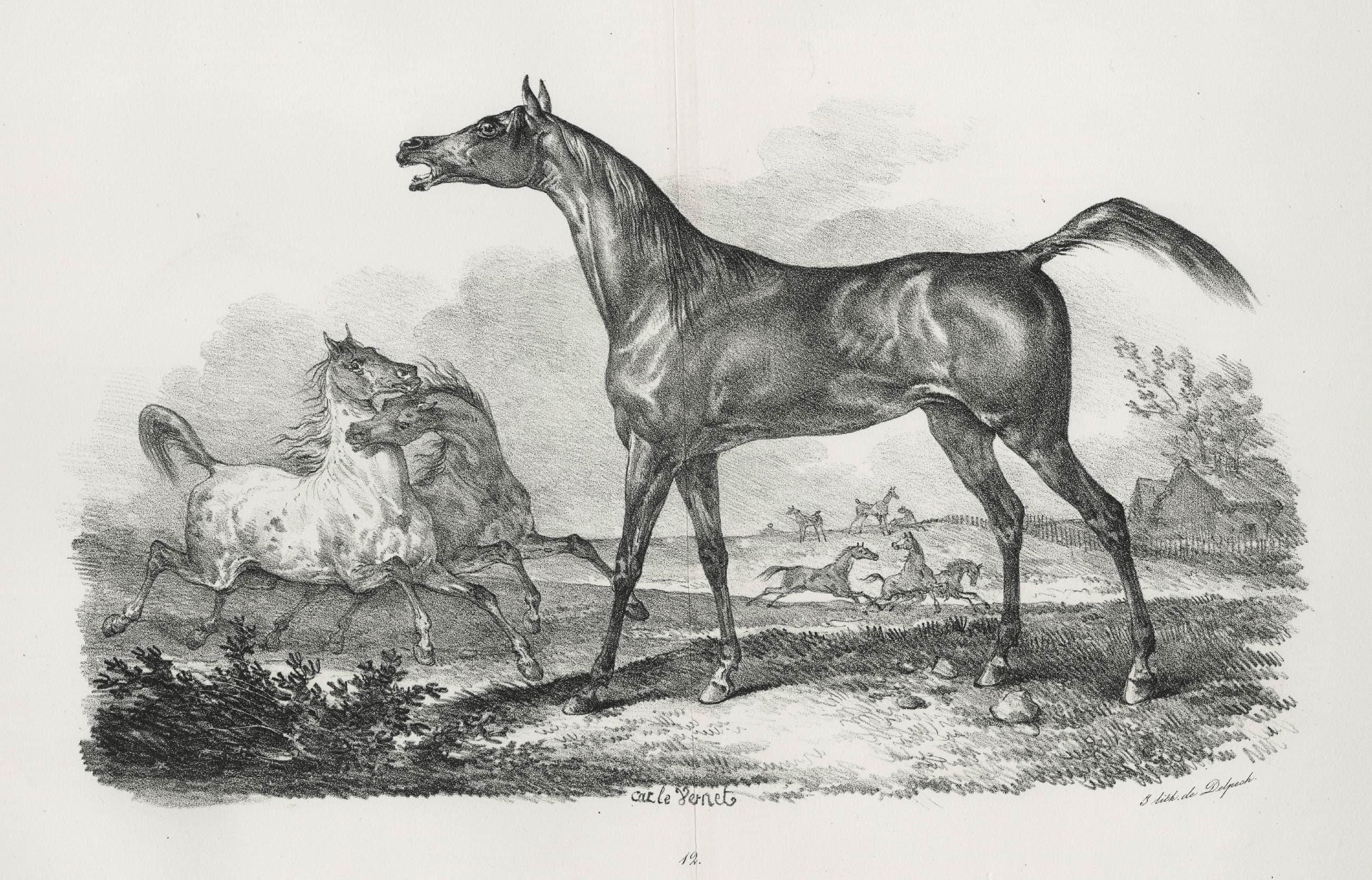 Chevaux en liberté