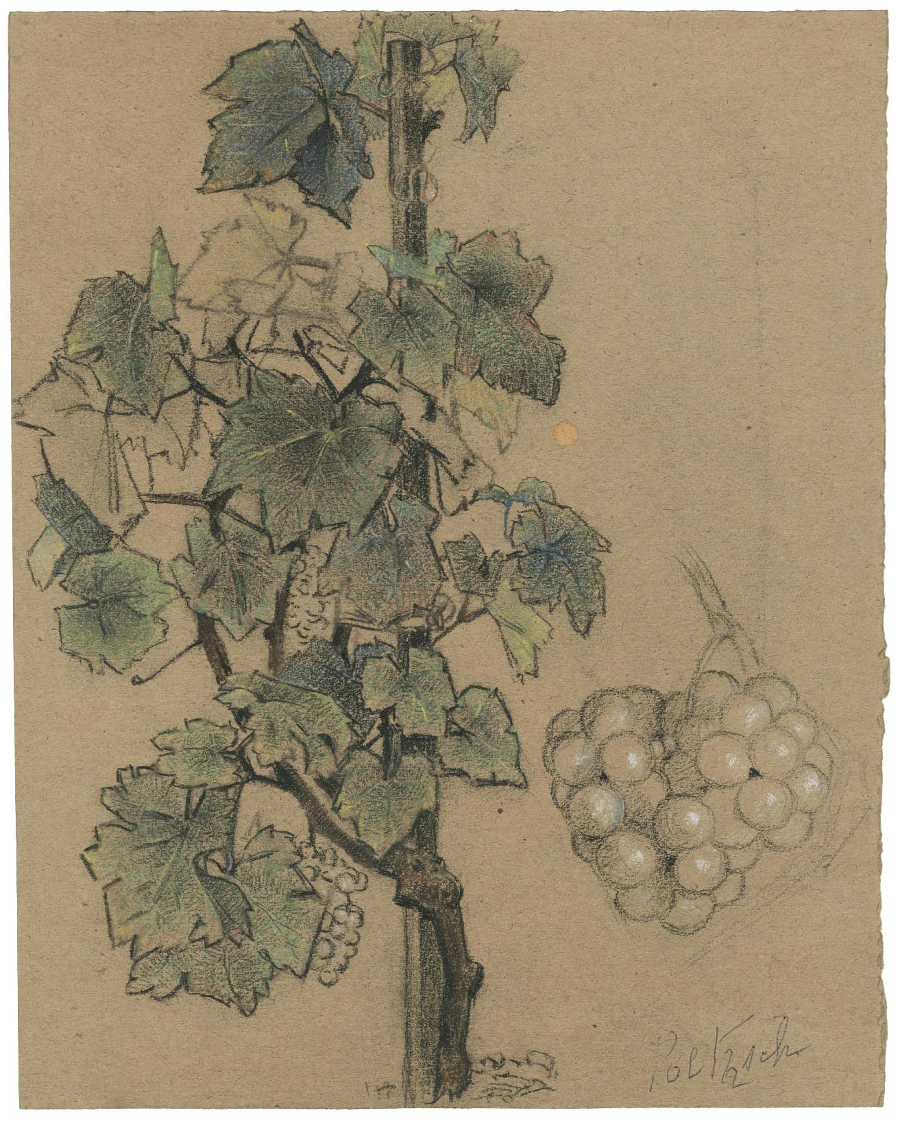 Study of vine shoot and grape