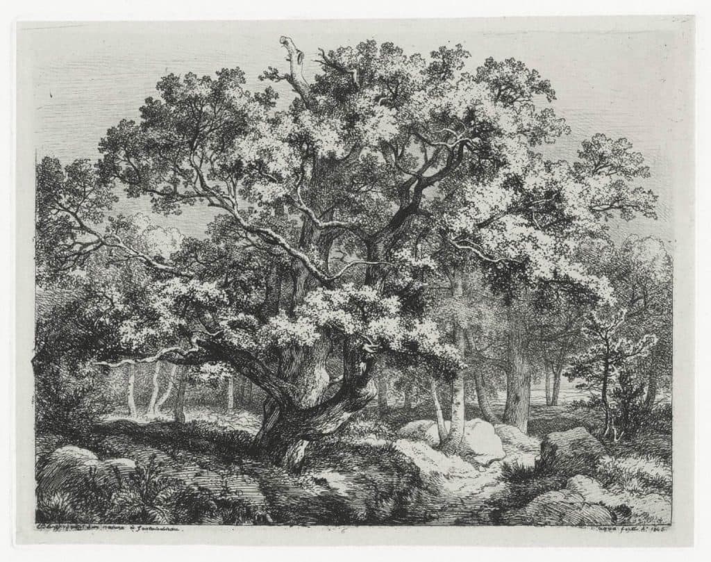 Bléry – Le vieux chêne du Nid de l’Aigle