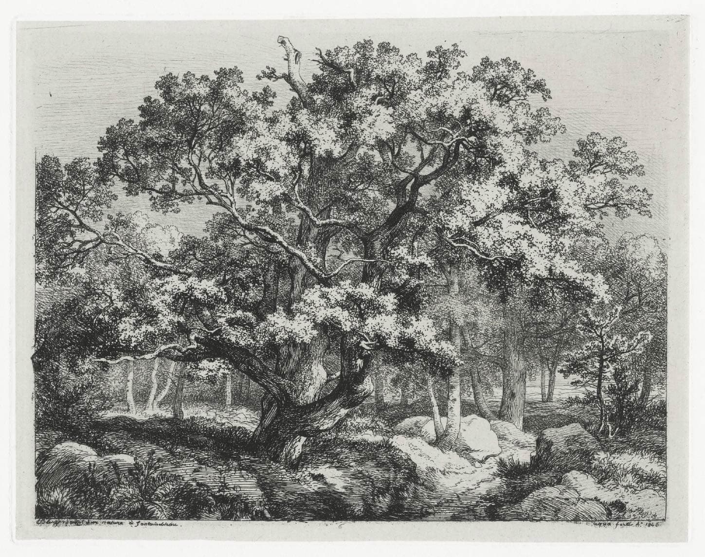 The old oak of Nid de l'Aigle