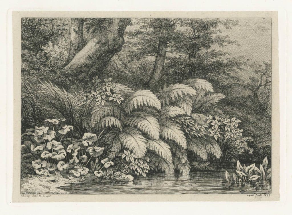 Bléry – La fougère au plantain d’eau