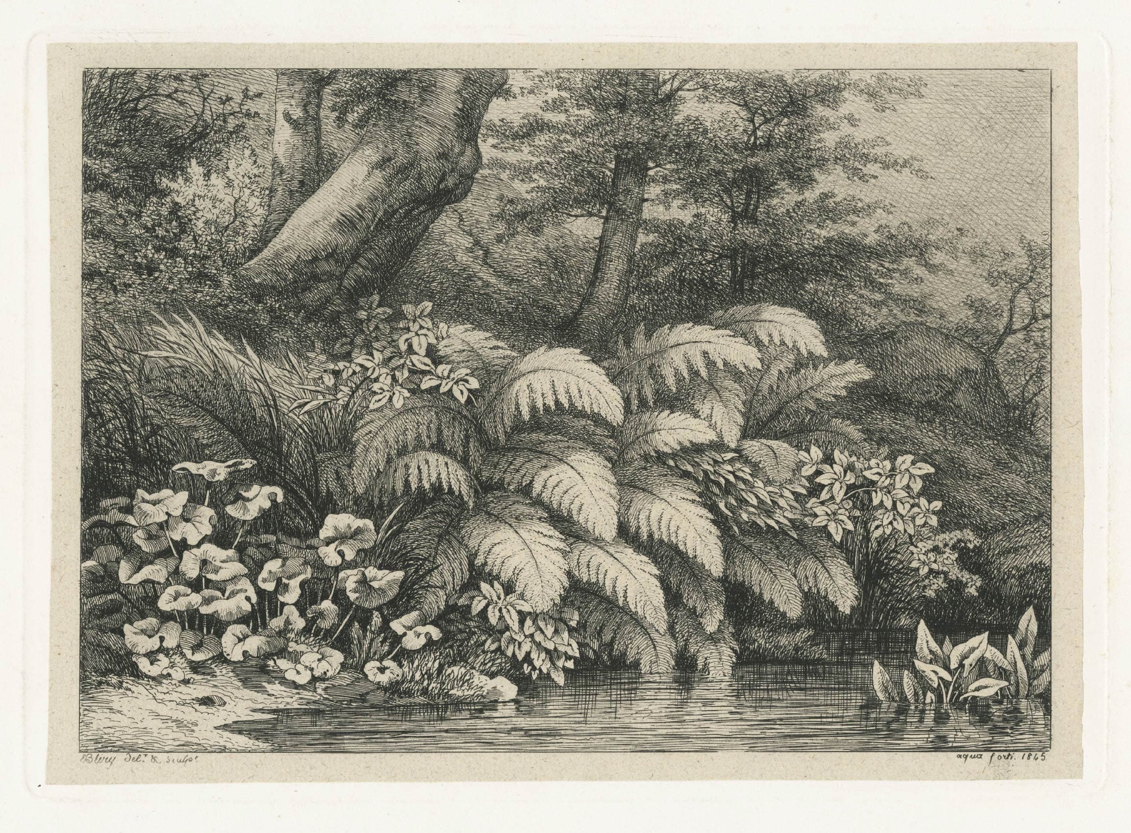 Fern's plantain water