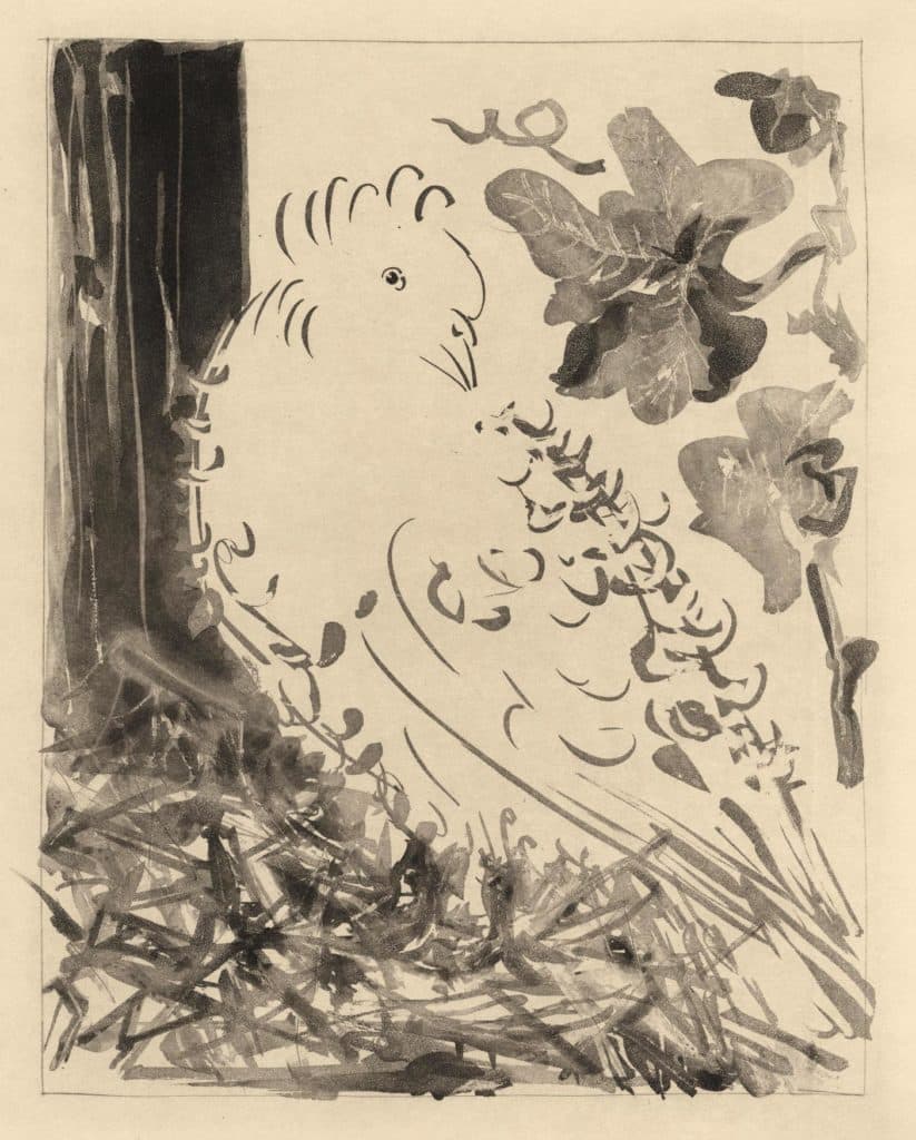 Picasso – Le pigeon