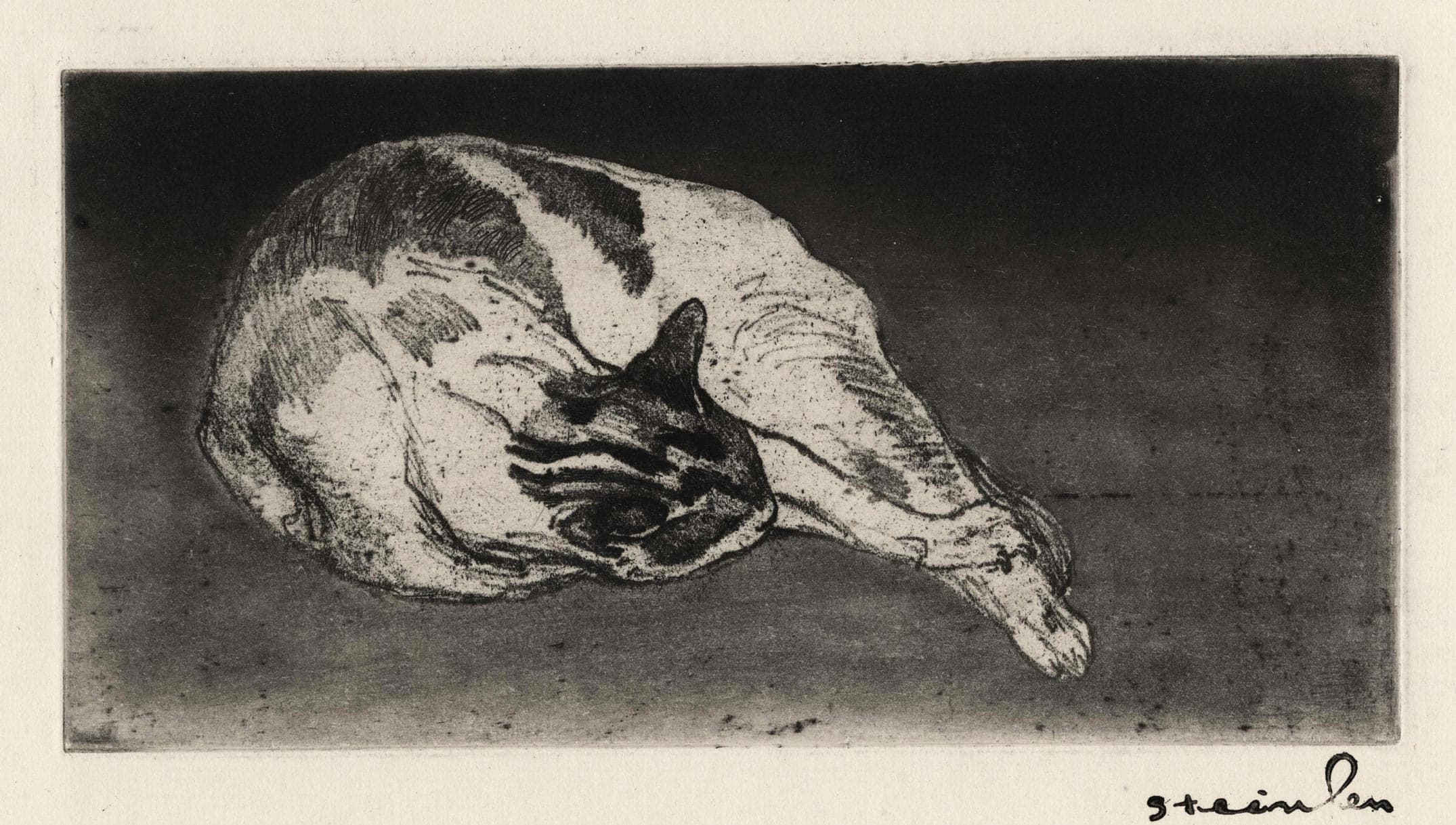 Cat lying from the left to the right, the head leaned on his legs