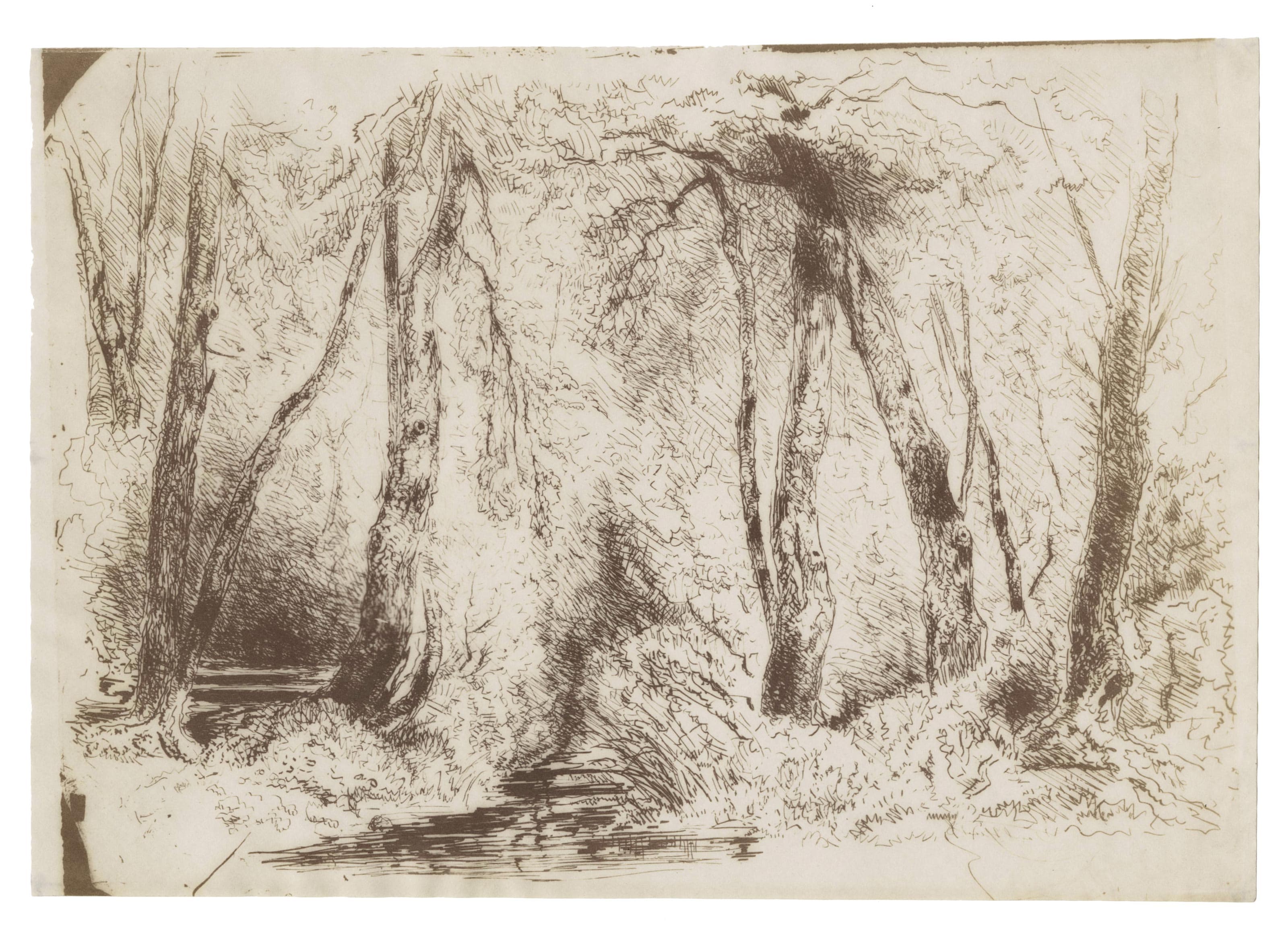 Ruisseau sous-bois ou intérieur de forêt