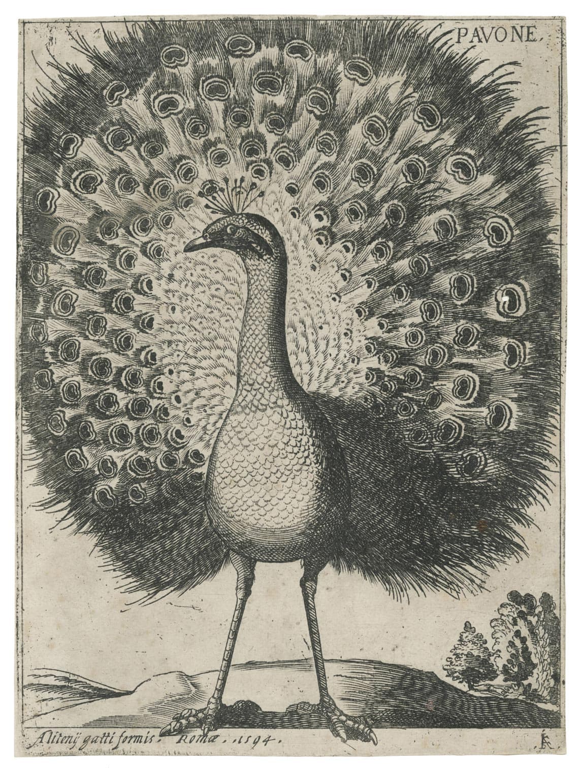 Pavone (Peacock)
