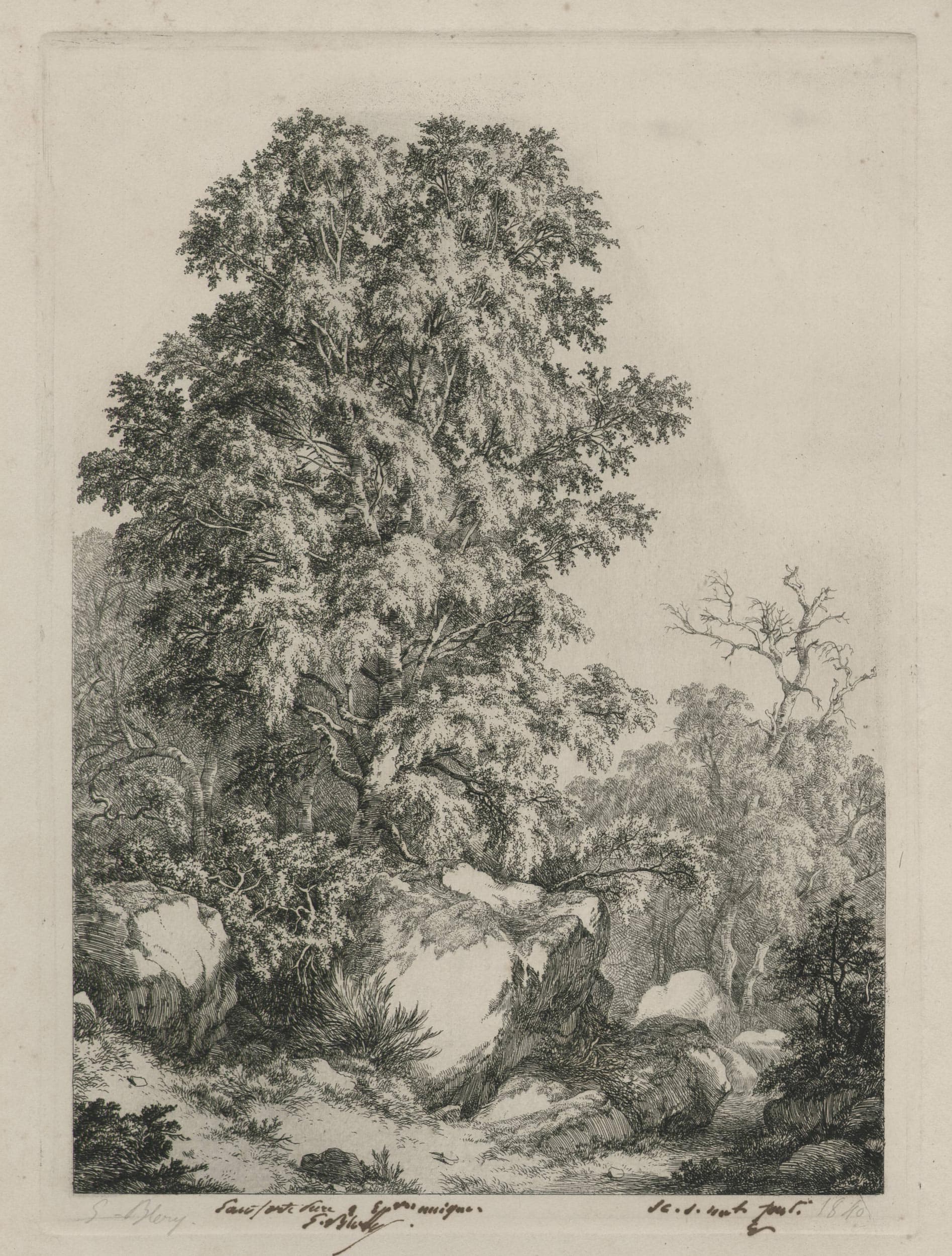 Le bouleau, Fontainebleau