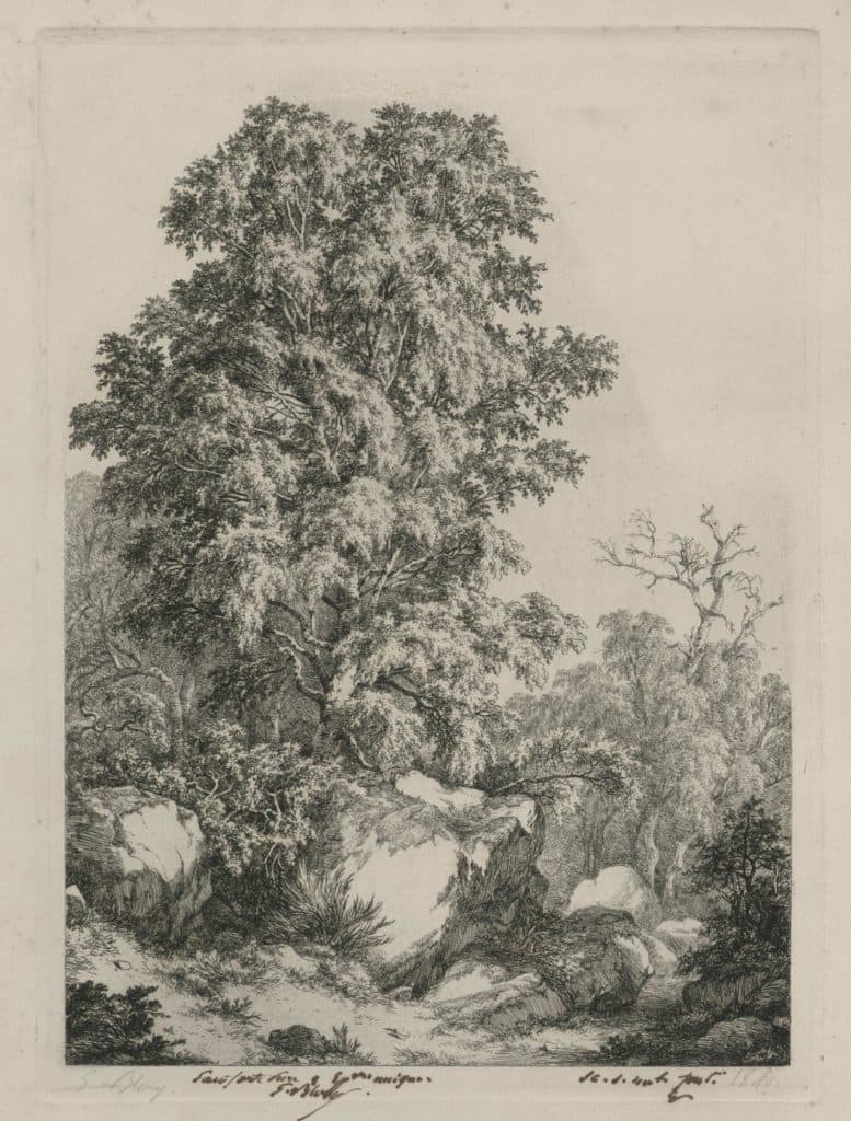 Bléry – Le bouleau, Fontainebleau