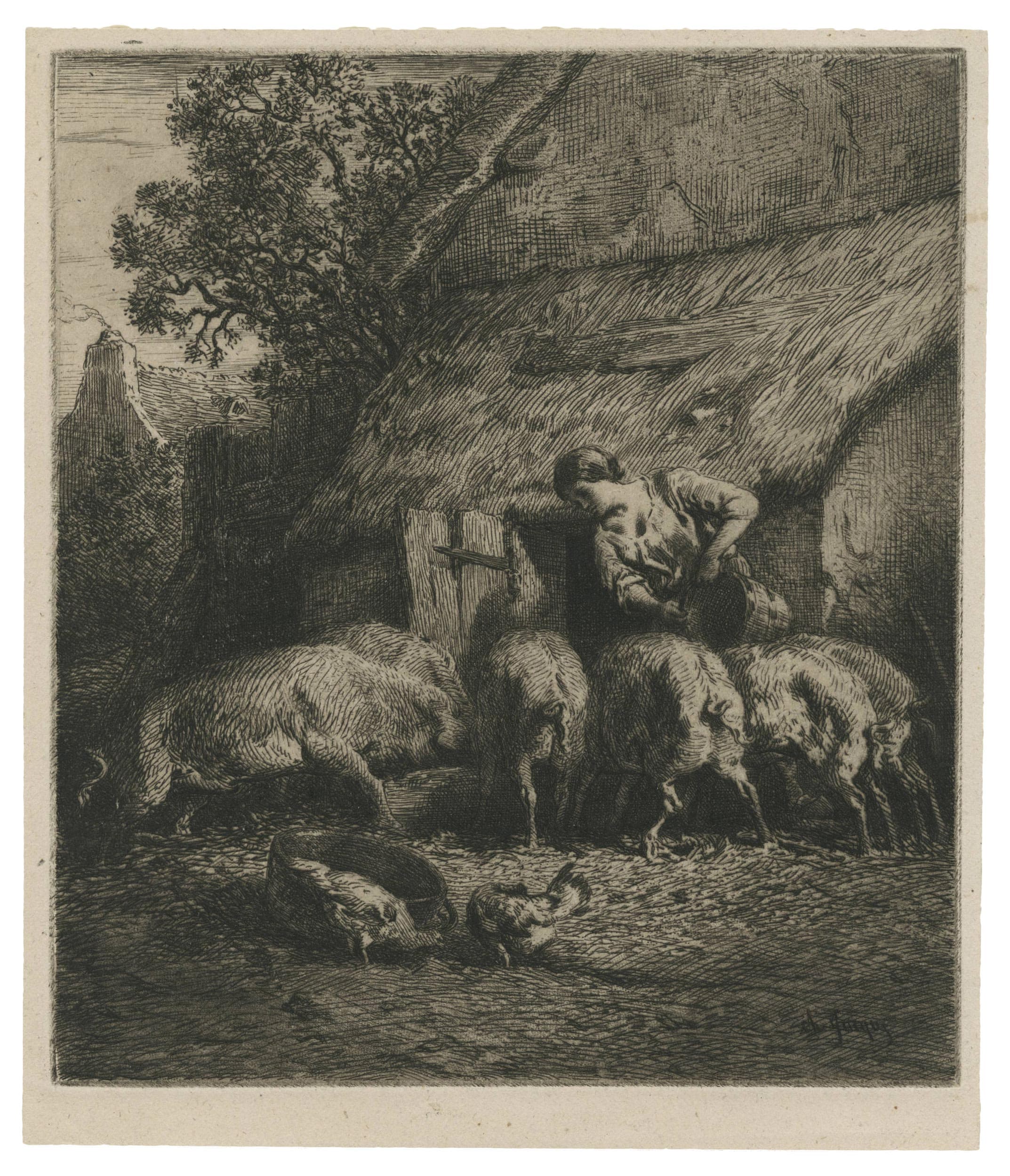 Fermière donnant à manger à des porcs