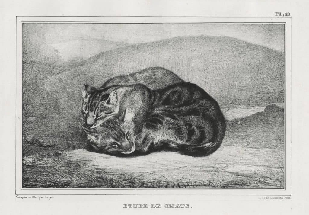 Barye – Étude de chats