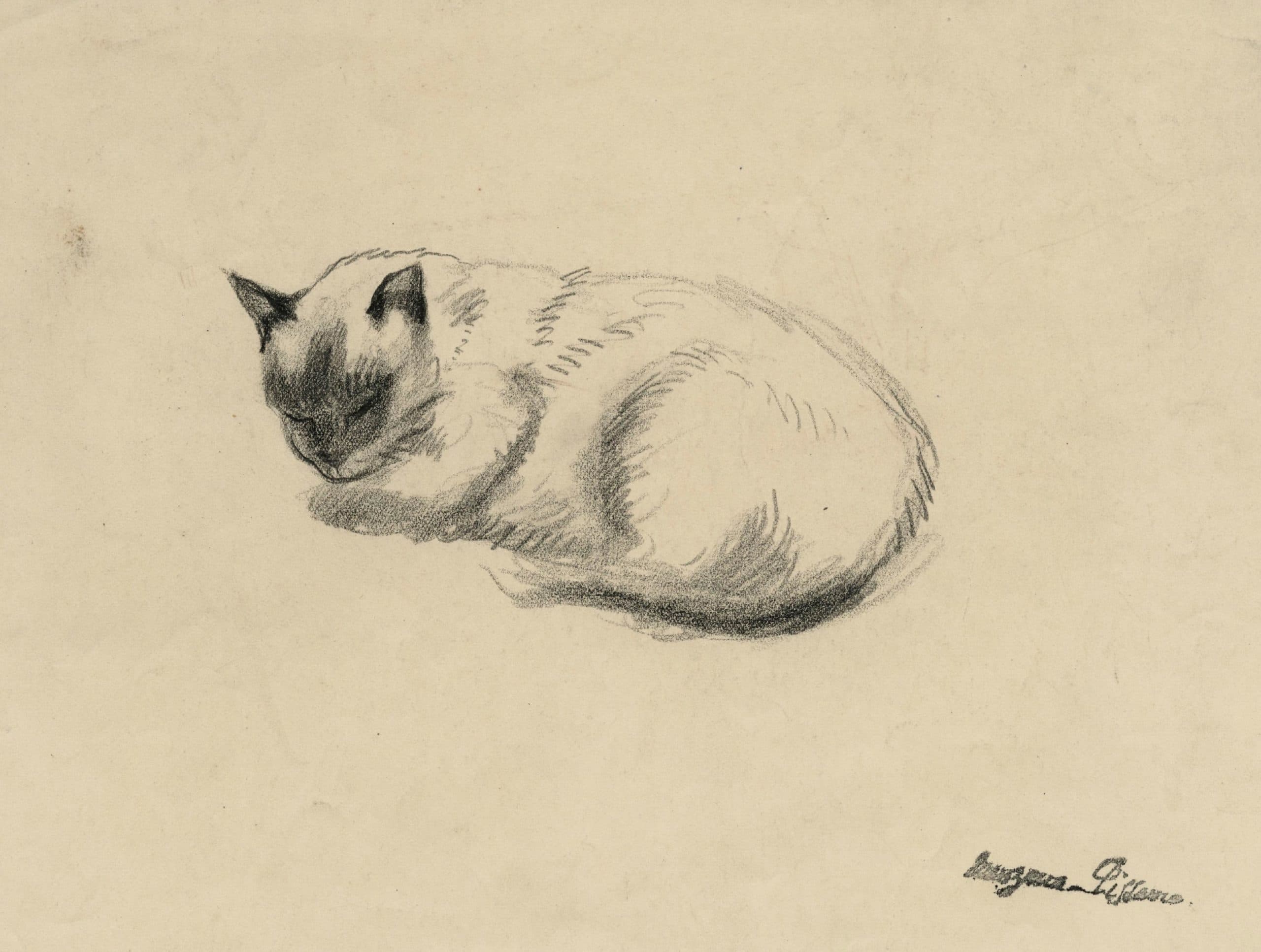 Sleeping Siamese cat study turned to the left