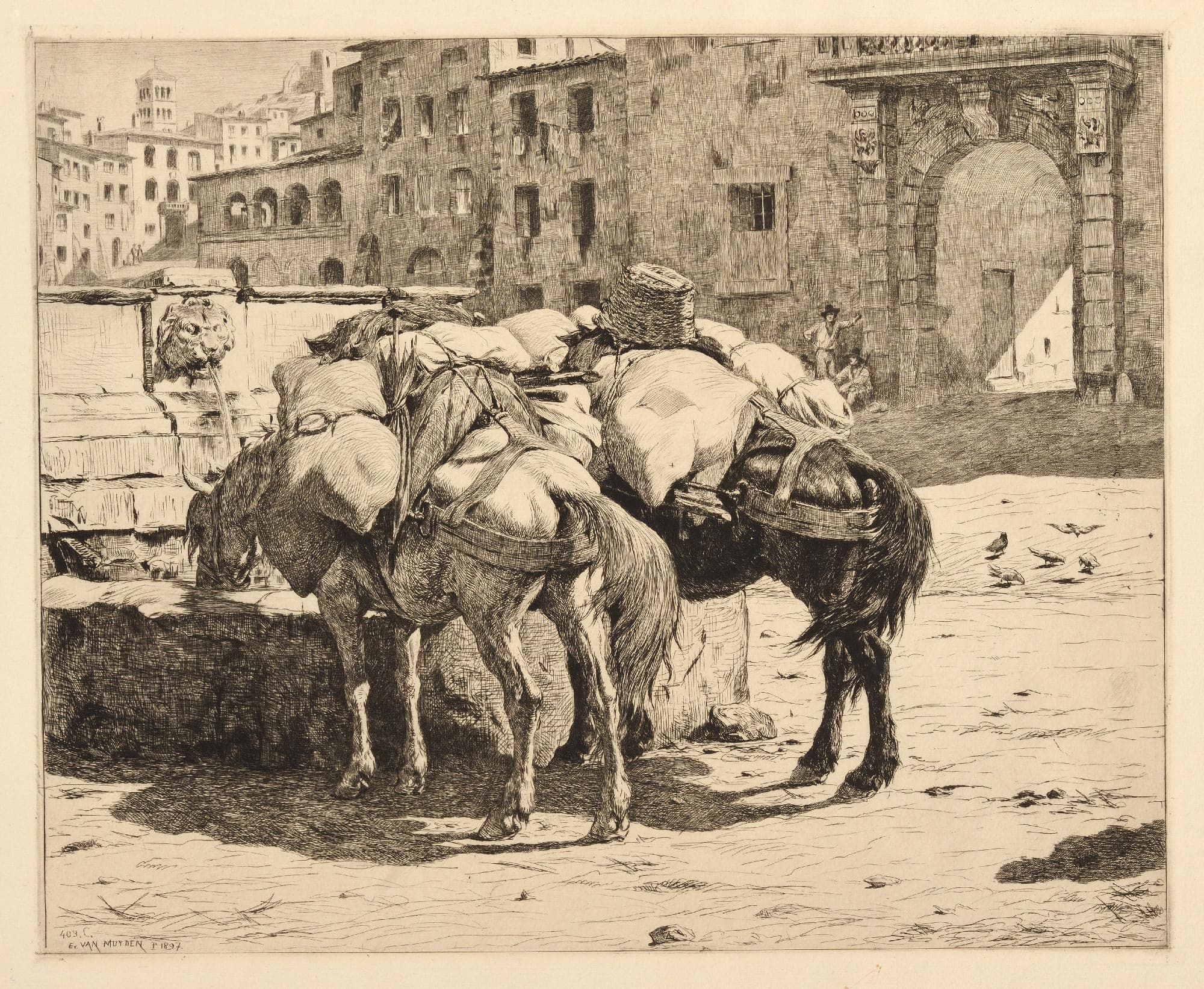 Chevaux de bât s’abreuvant