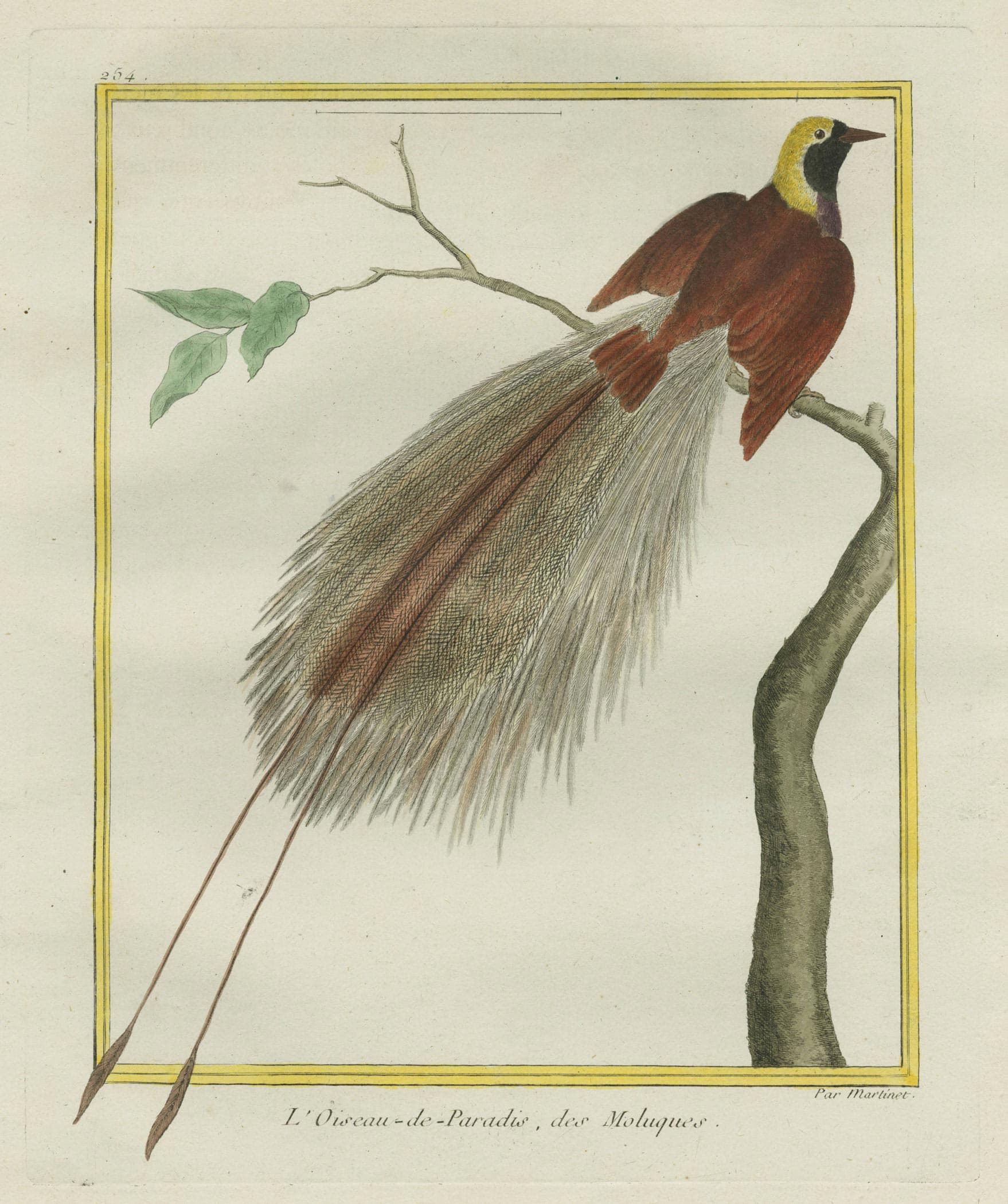 Bird of paradise of the Moluques