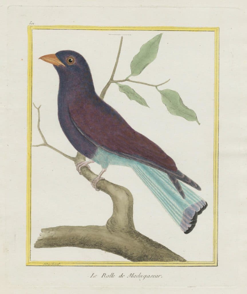 Martinet – Rollier de Madagascar