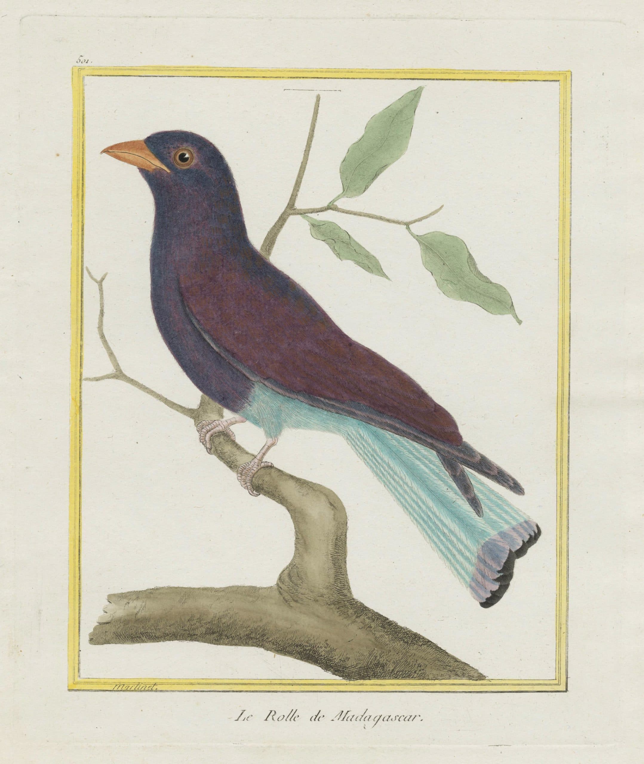 Rollier de Madagascar