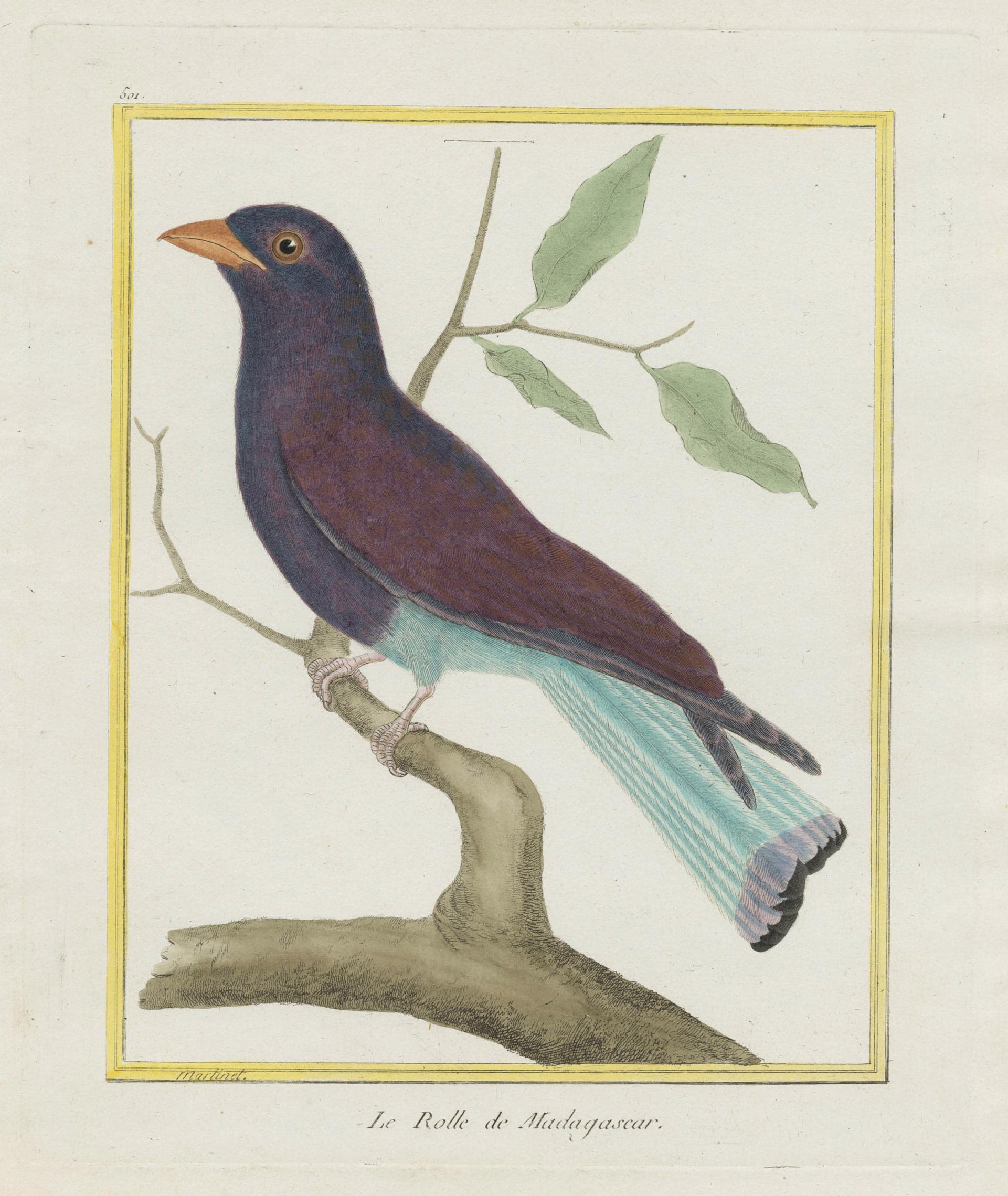 Roller of Madagascar