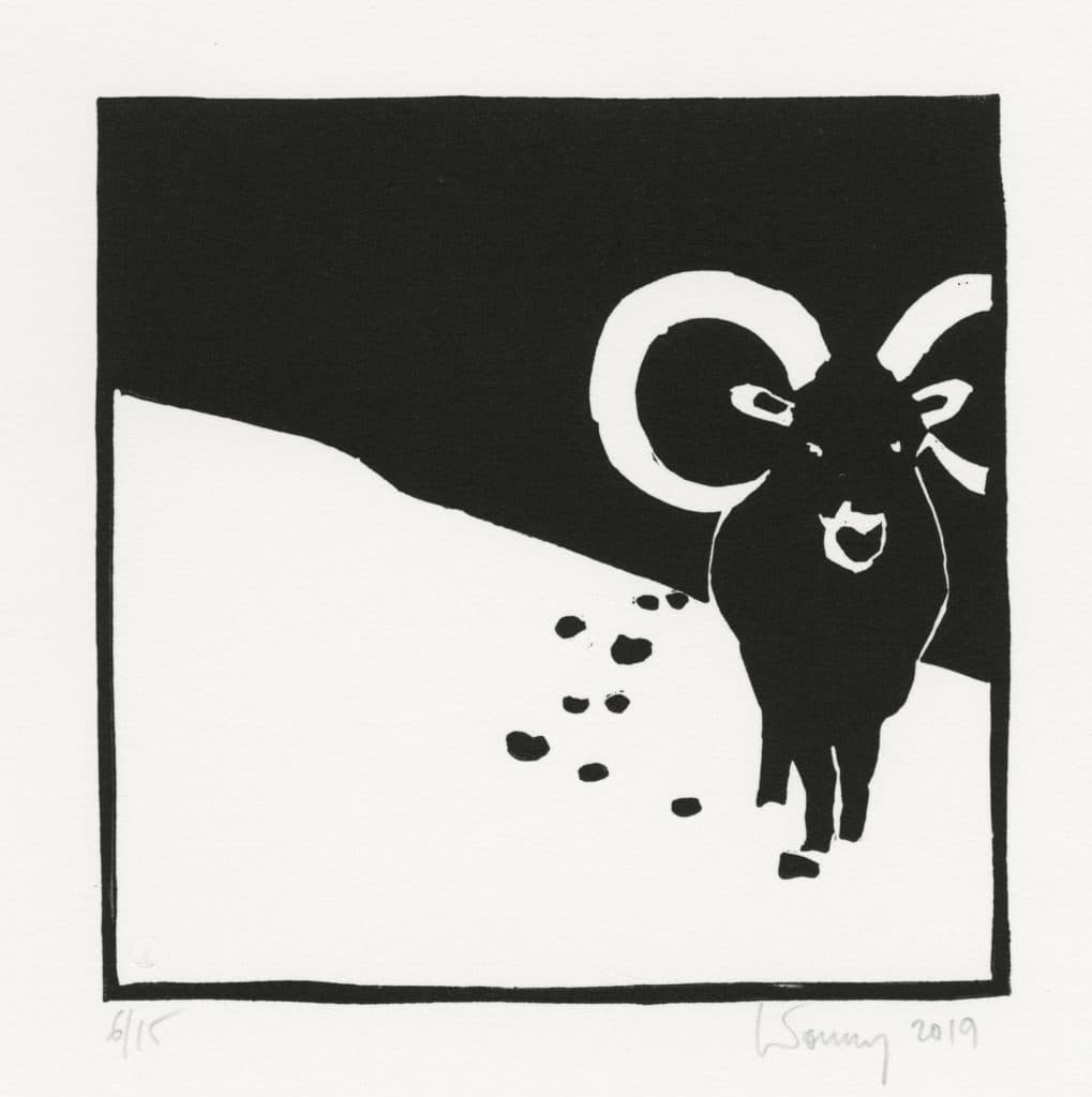 Letourmy – Mouflon