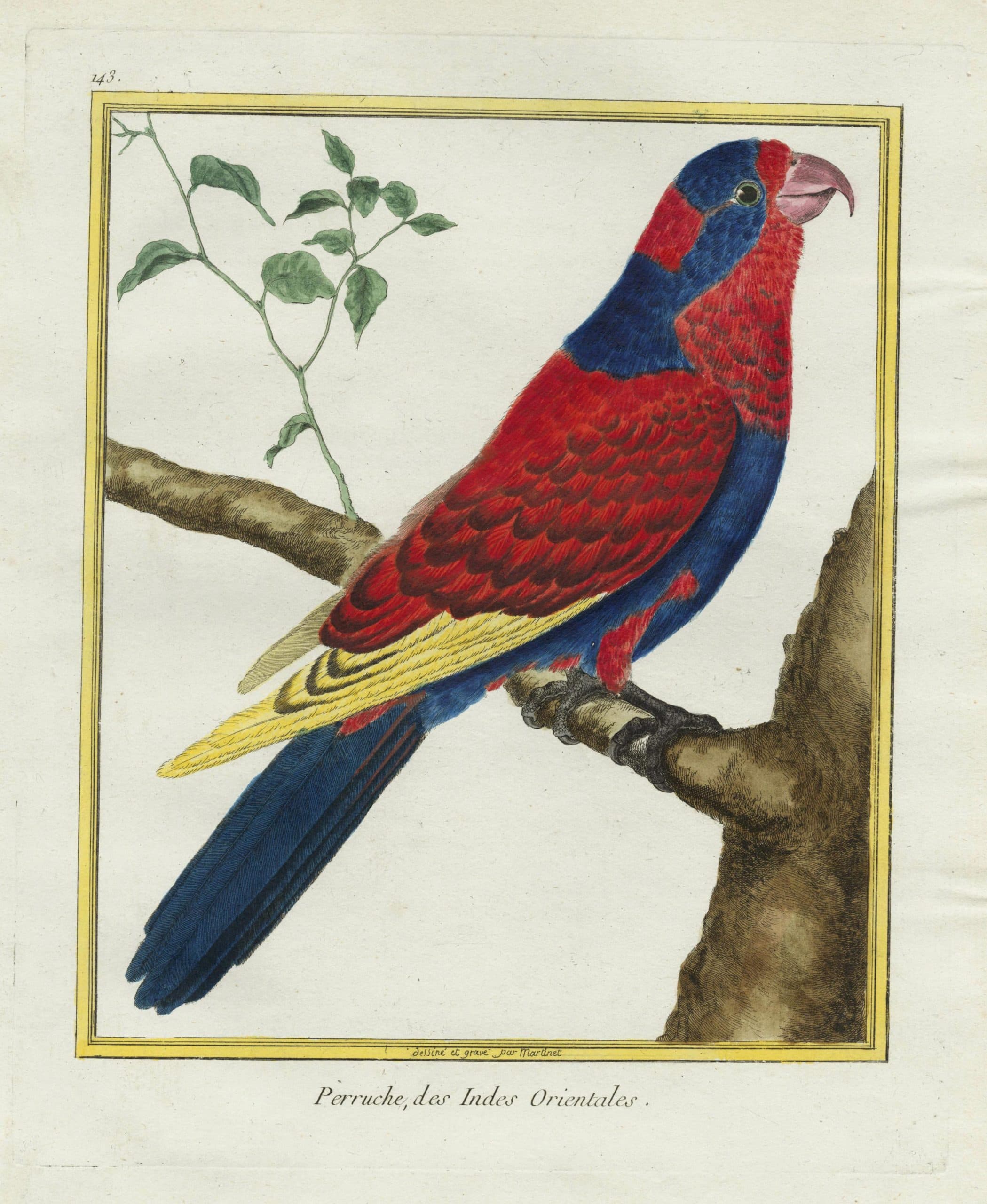 Perruche, des Indes Orientales (Budgerigar from the East Indies)
