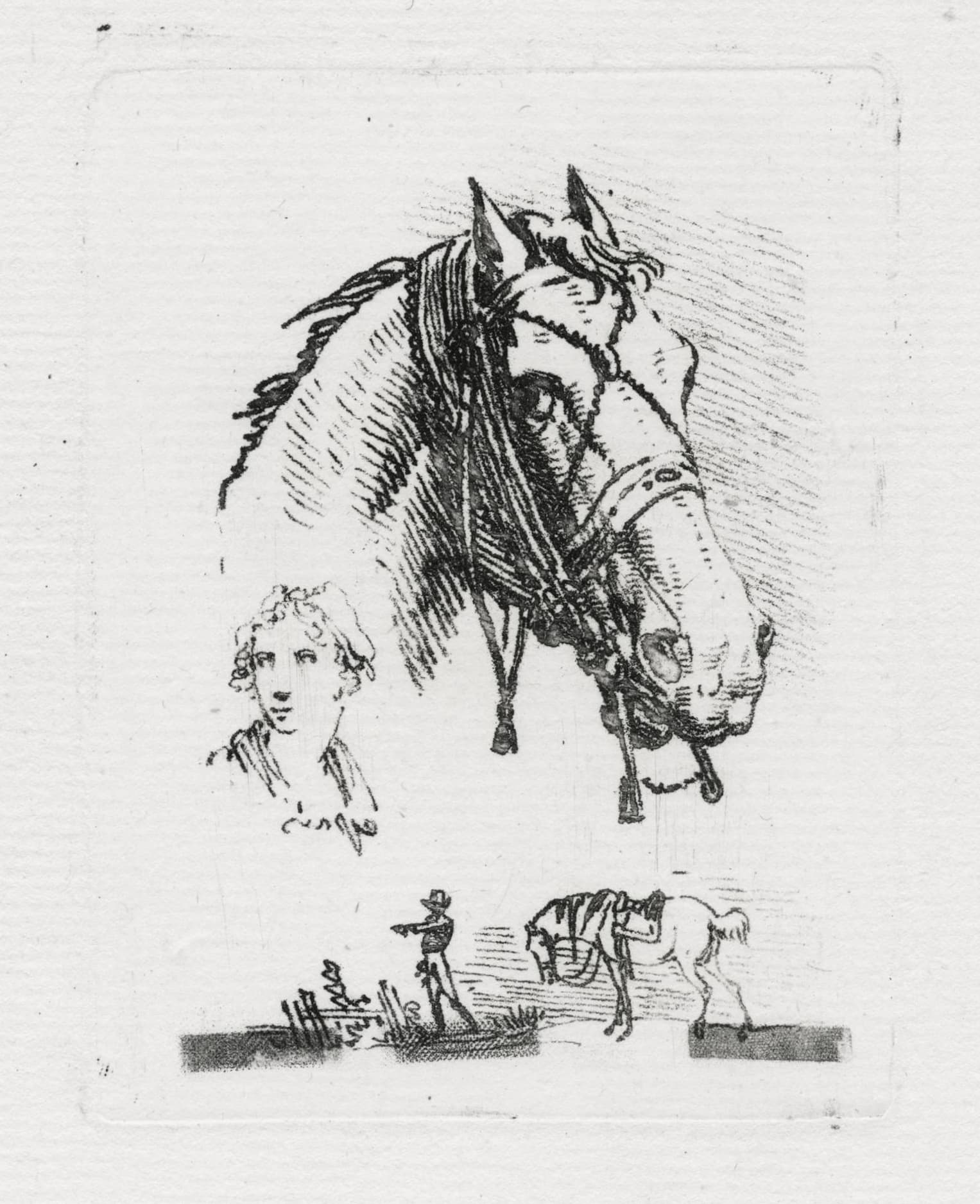 Tête de cheval tournée à droite