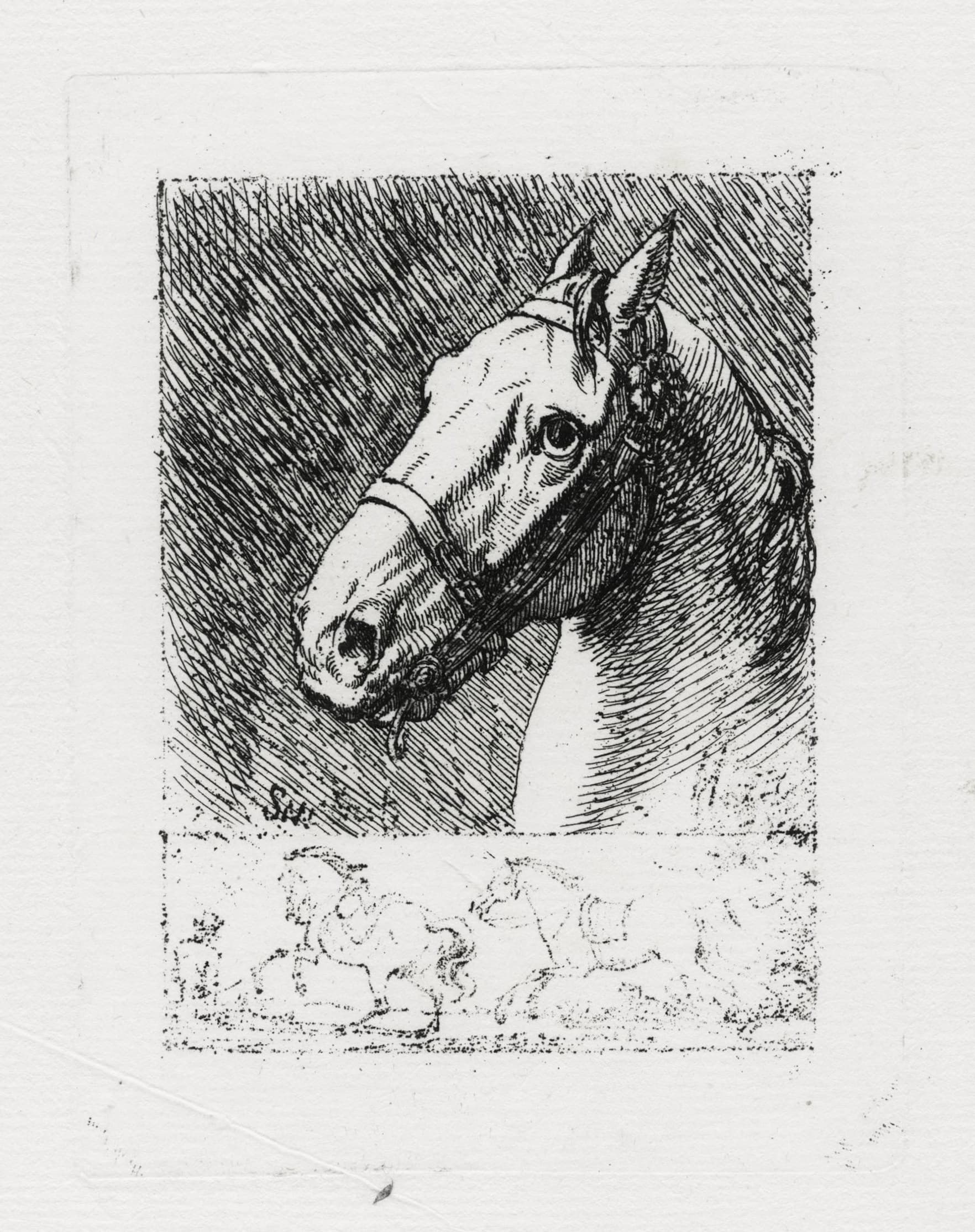 Horse head turned to the left