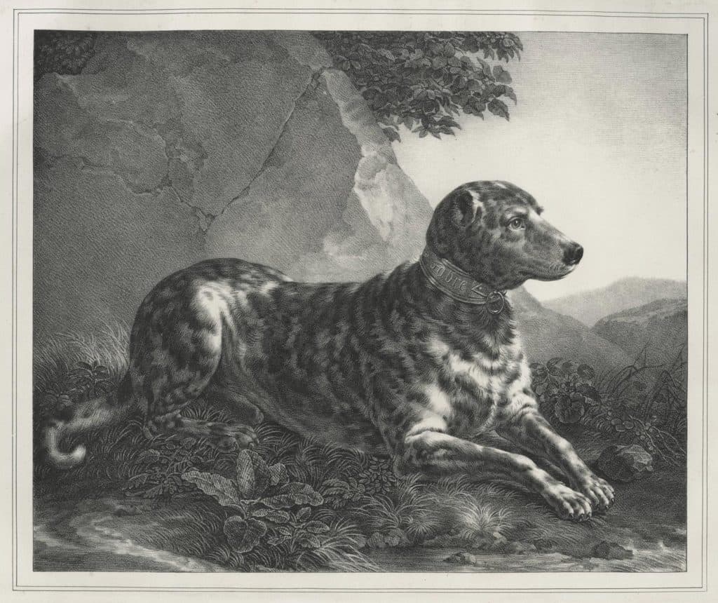 Aubry Lecomte – Portrait du beau Pyrrhus, chien danois de la Comtesse Louise d’Albany