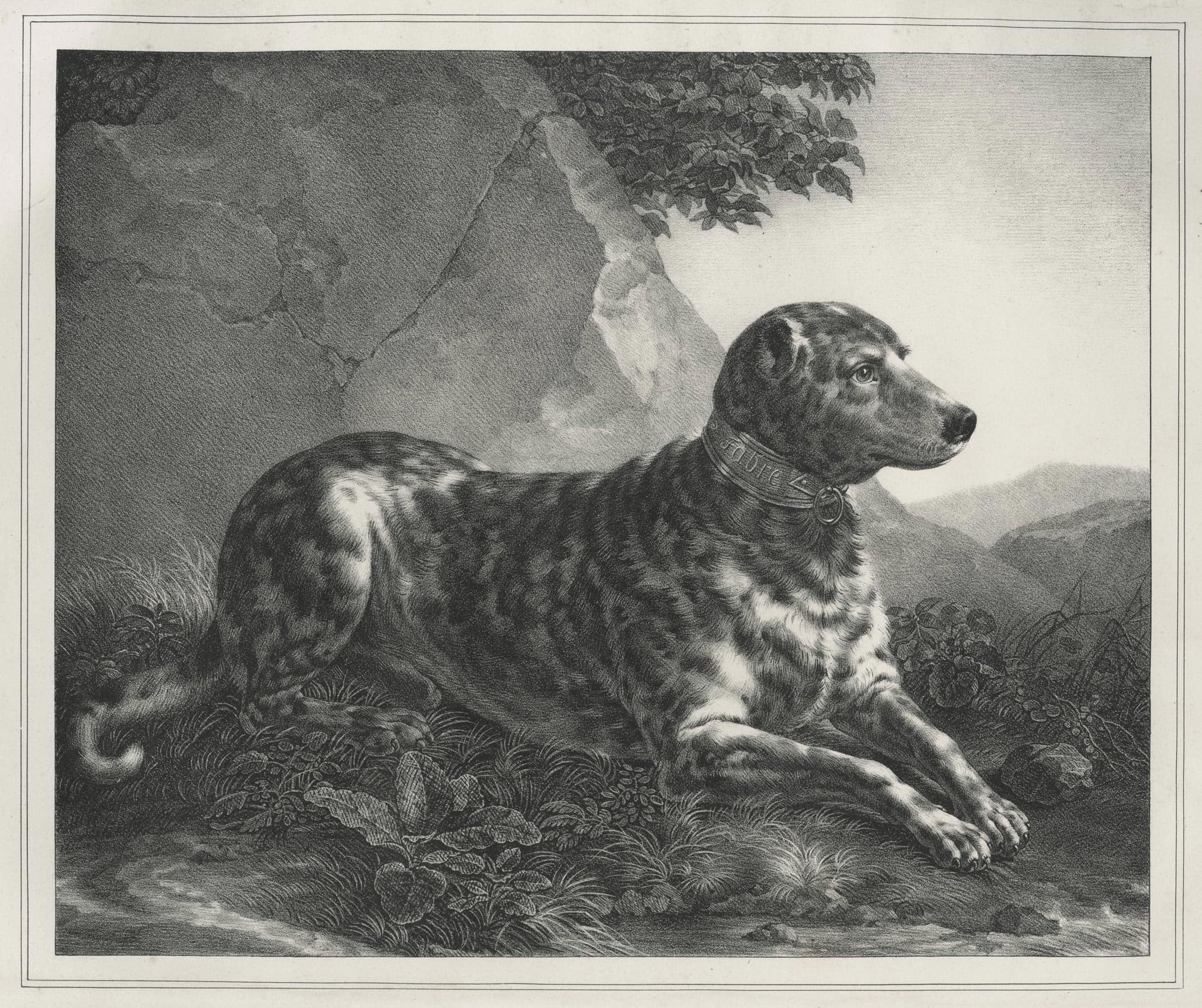 Portrait du beau Pyrrhus, chien danois de la Comtesse Louise d’Albany