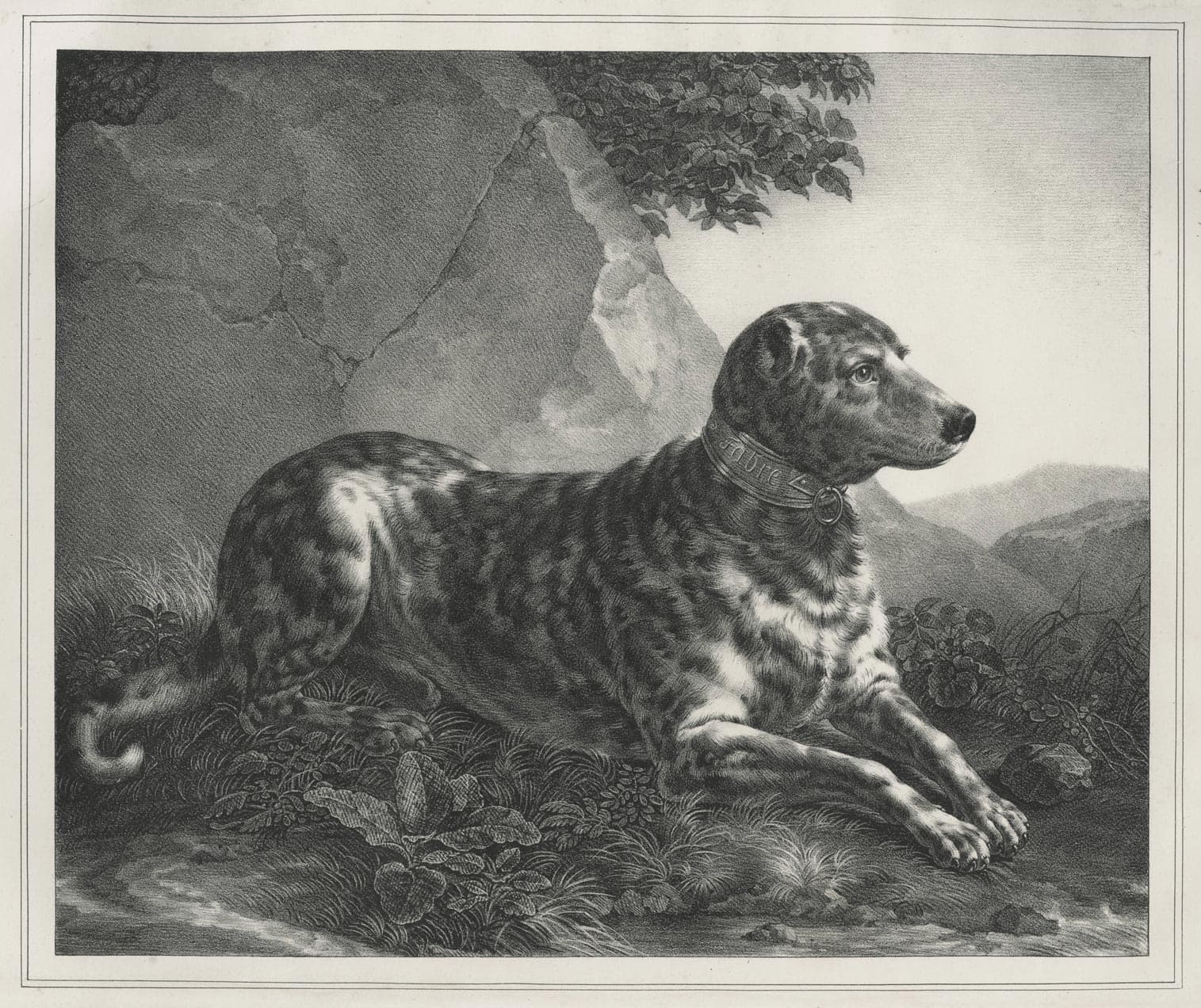 Portrait of the beautiful Pyrrhus, Danish dog of the Countess Louise d'Albany